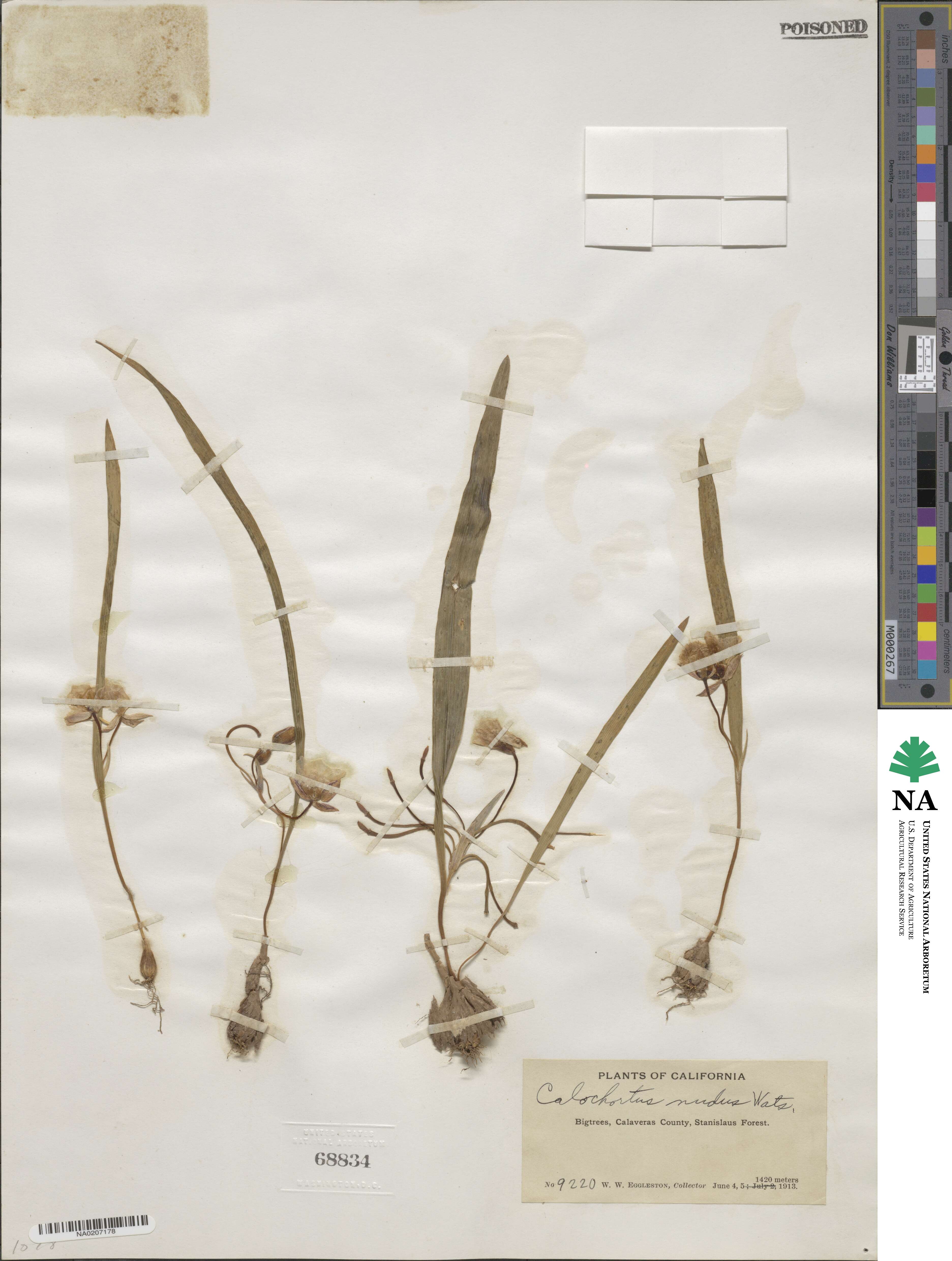 Calochortus nudus image