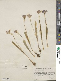 Calochortus nudus image