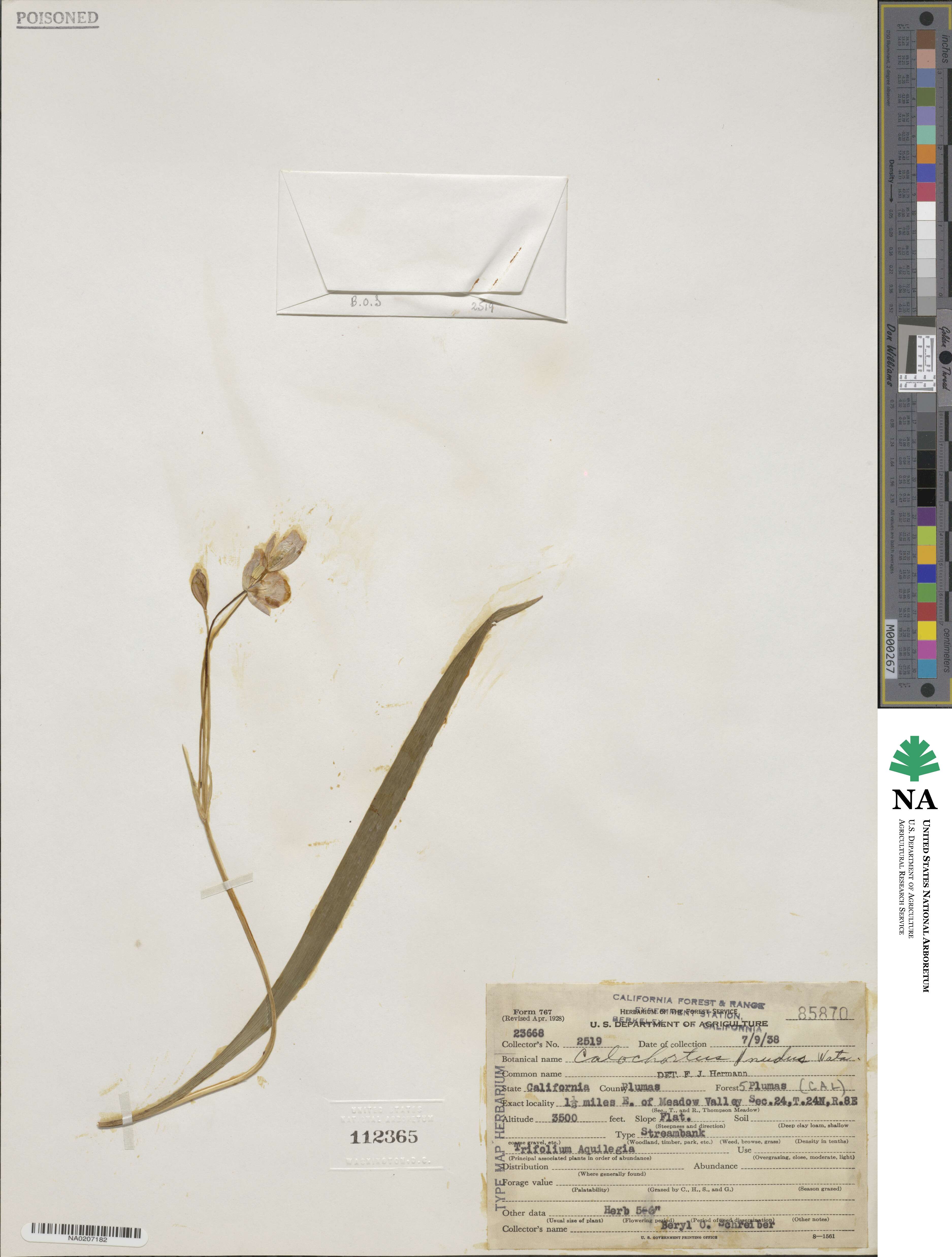 Calochortus nudus image
