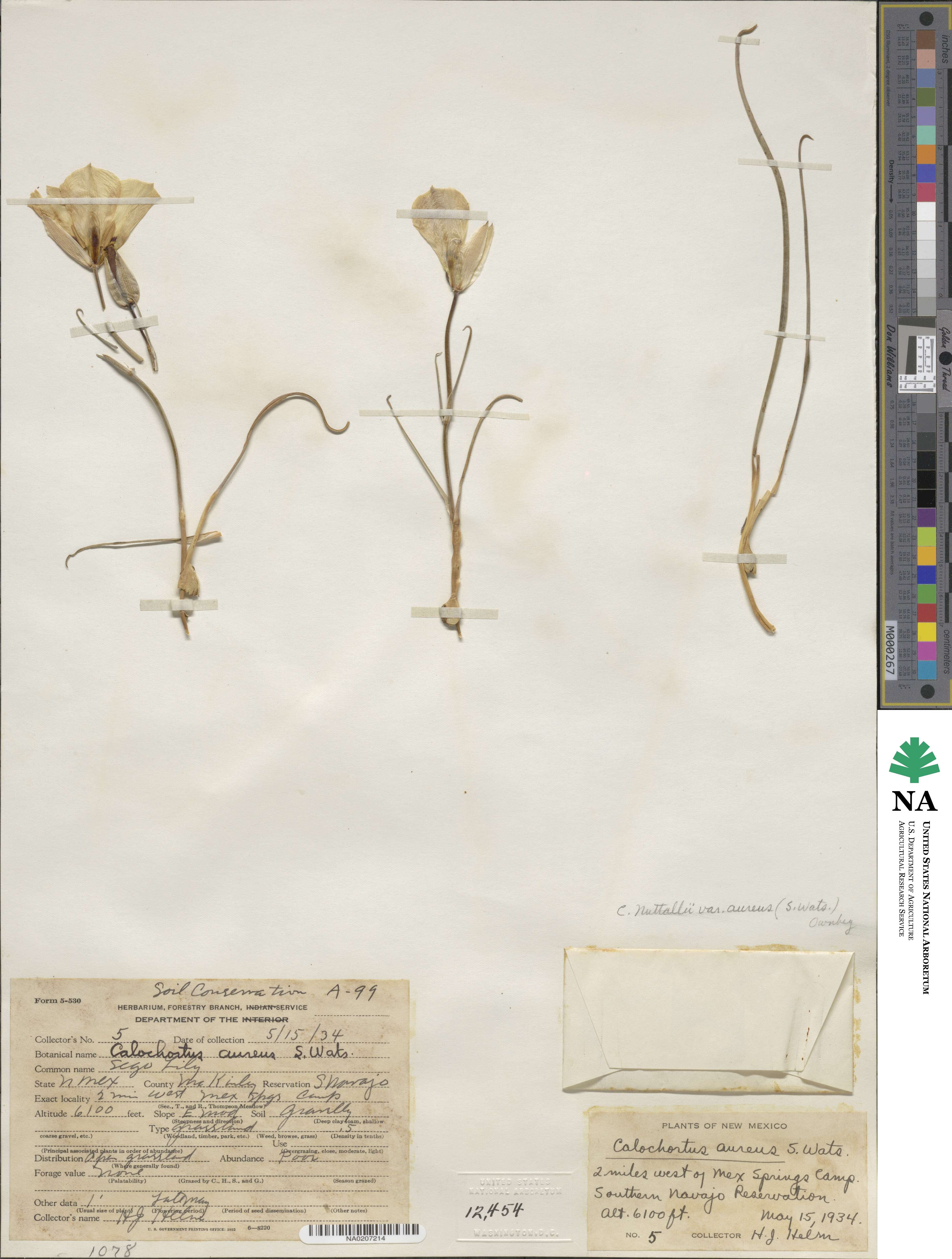 Calochortus aureus image