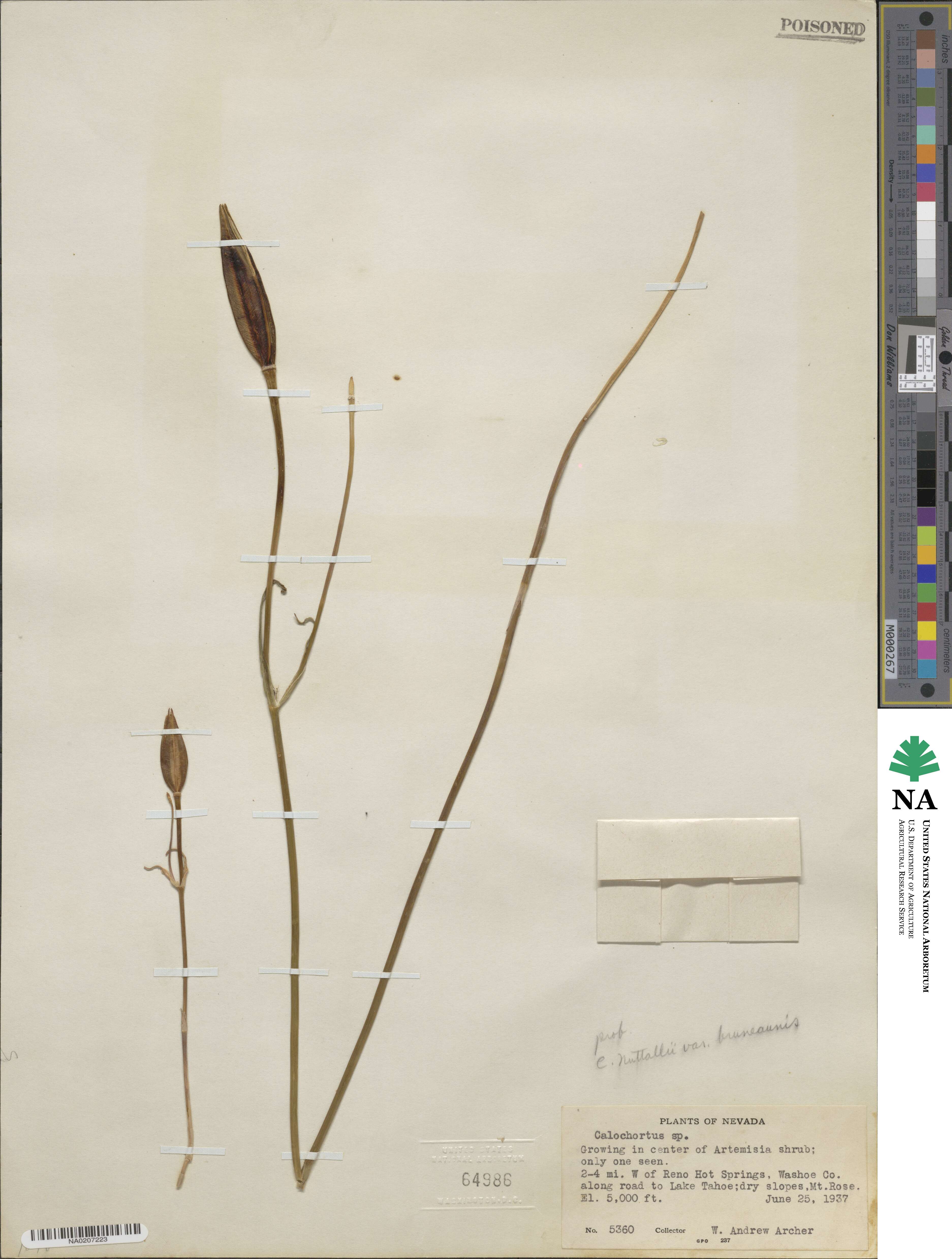 Calochortus bruneaunis image