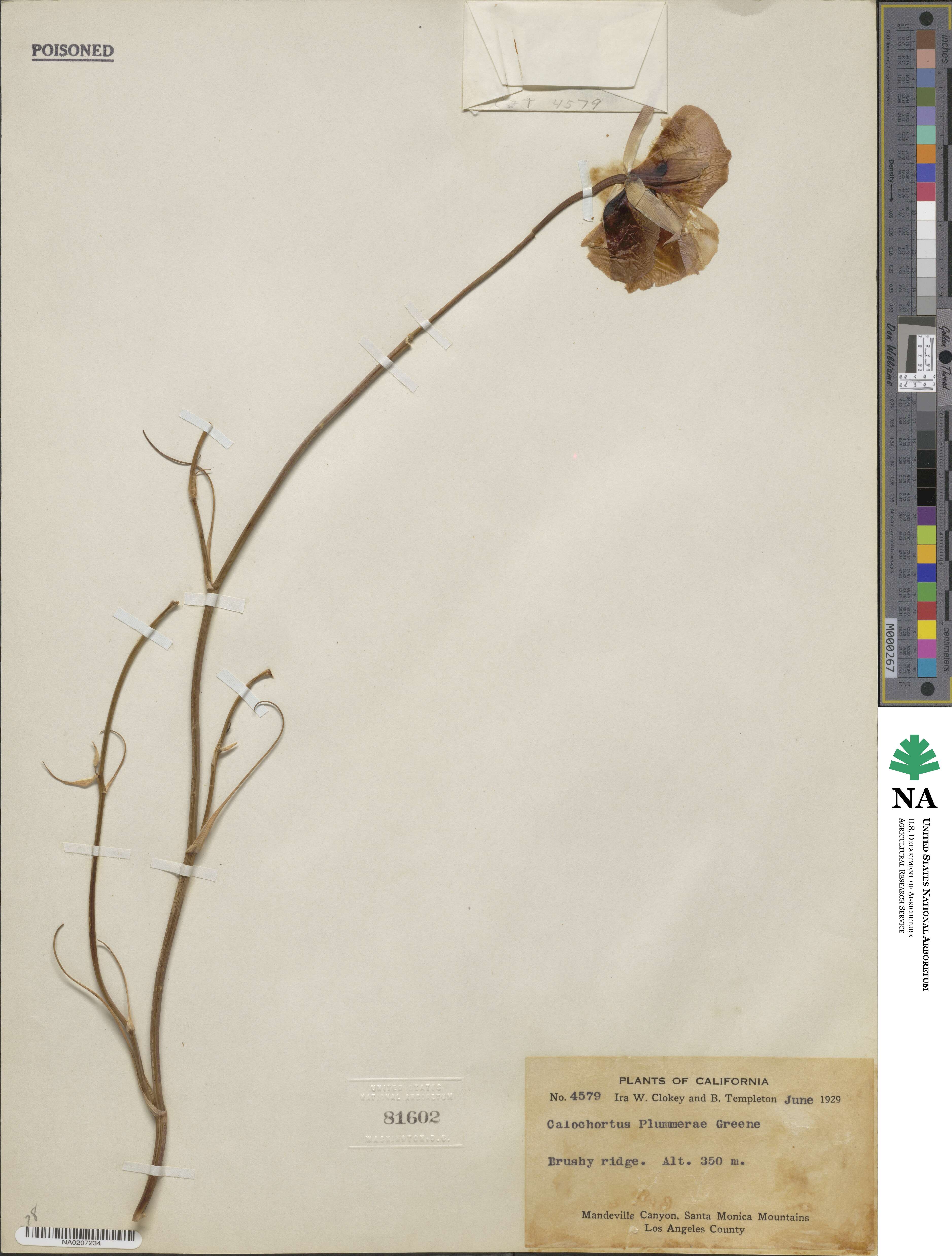 Calochortus plummerae image