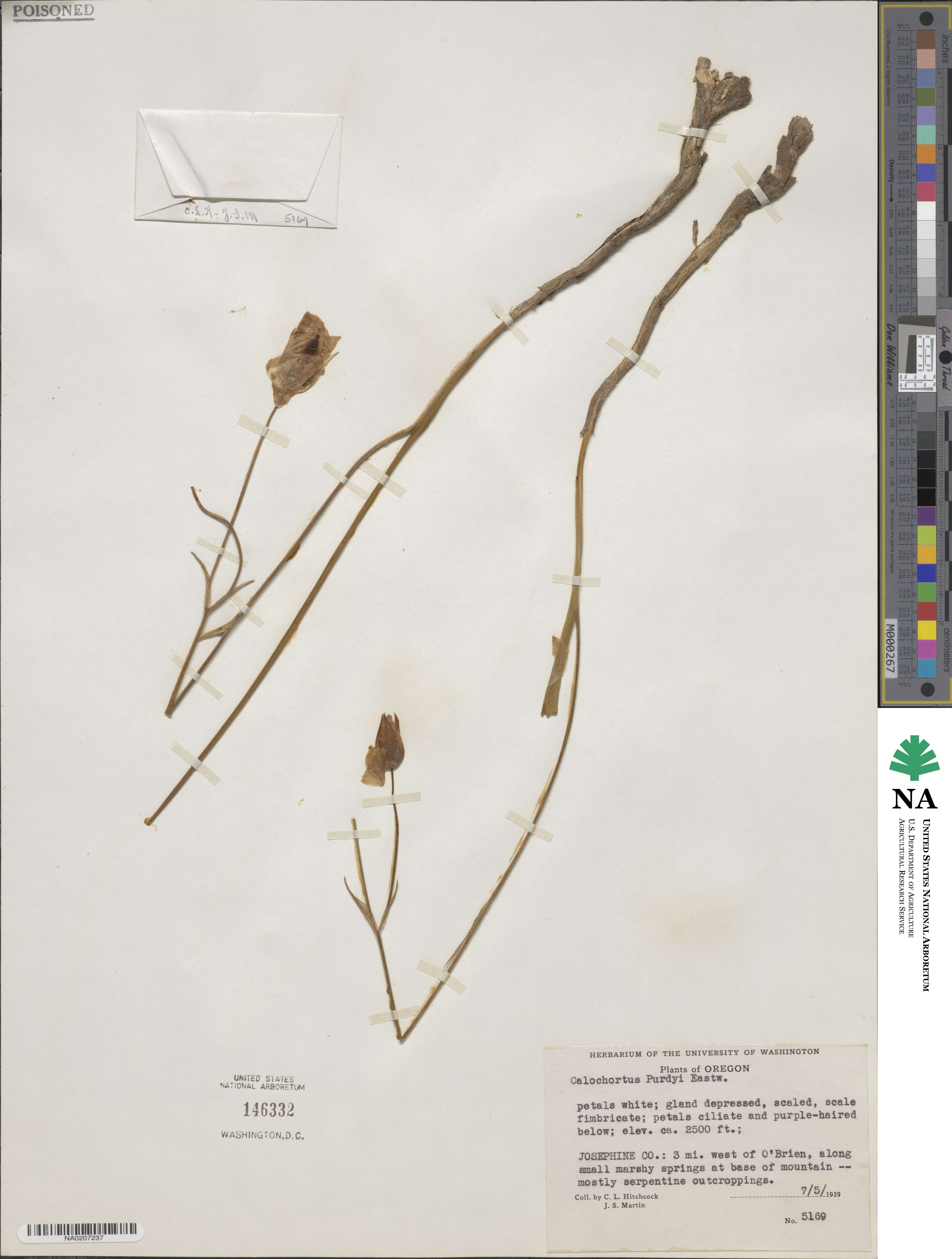 Calochortus tolmiei image
