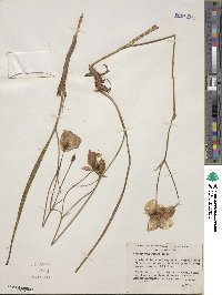 Calochortus tolmiei image