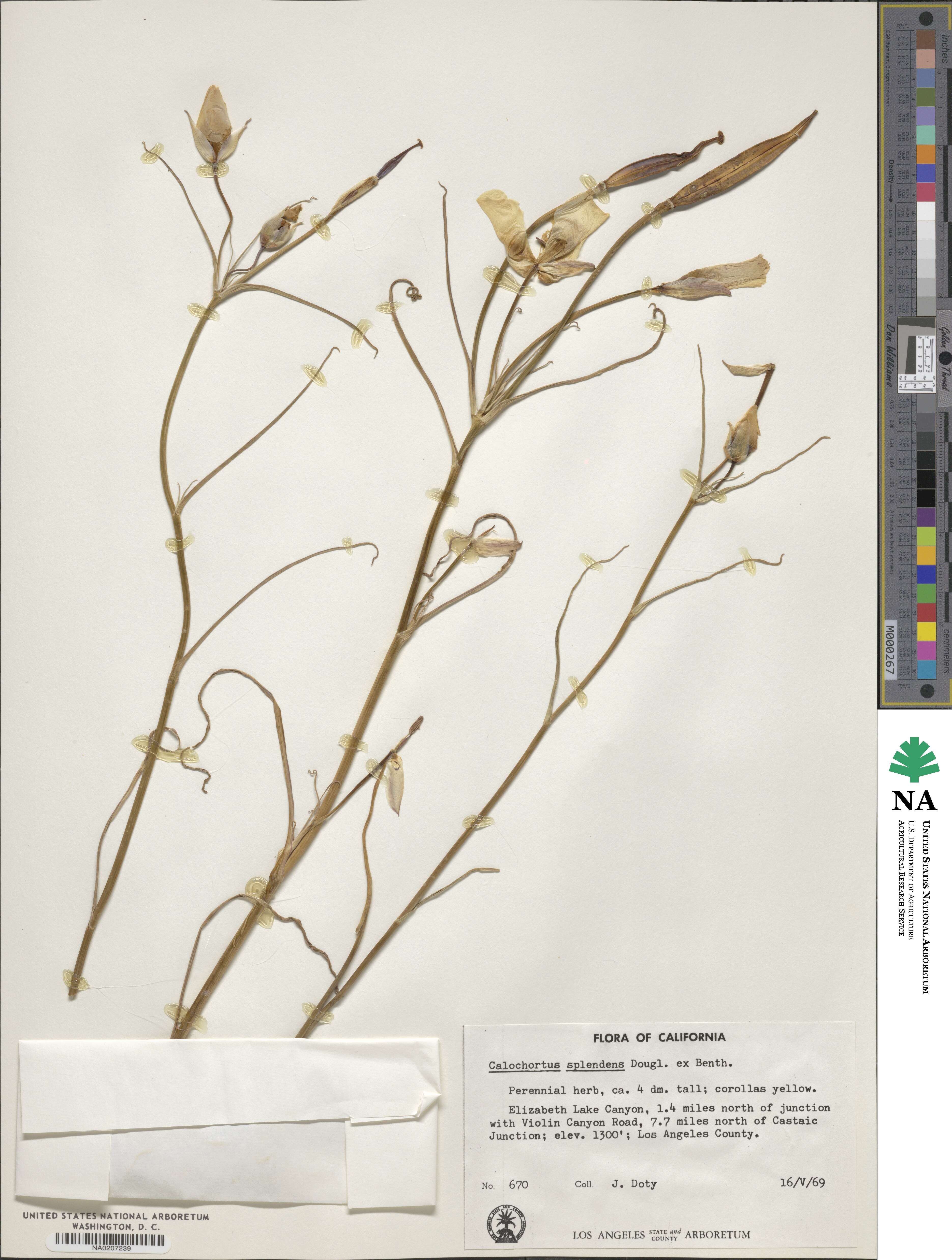Calochortus splendens image