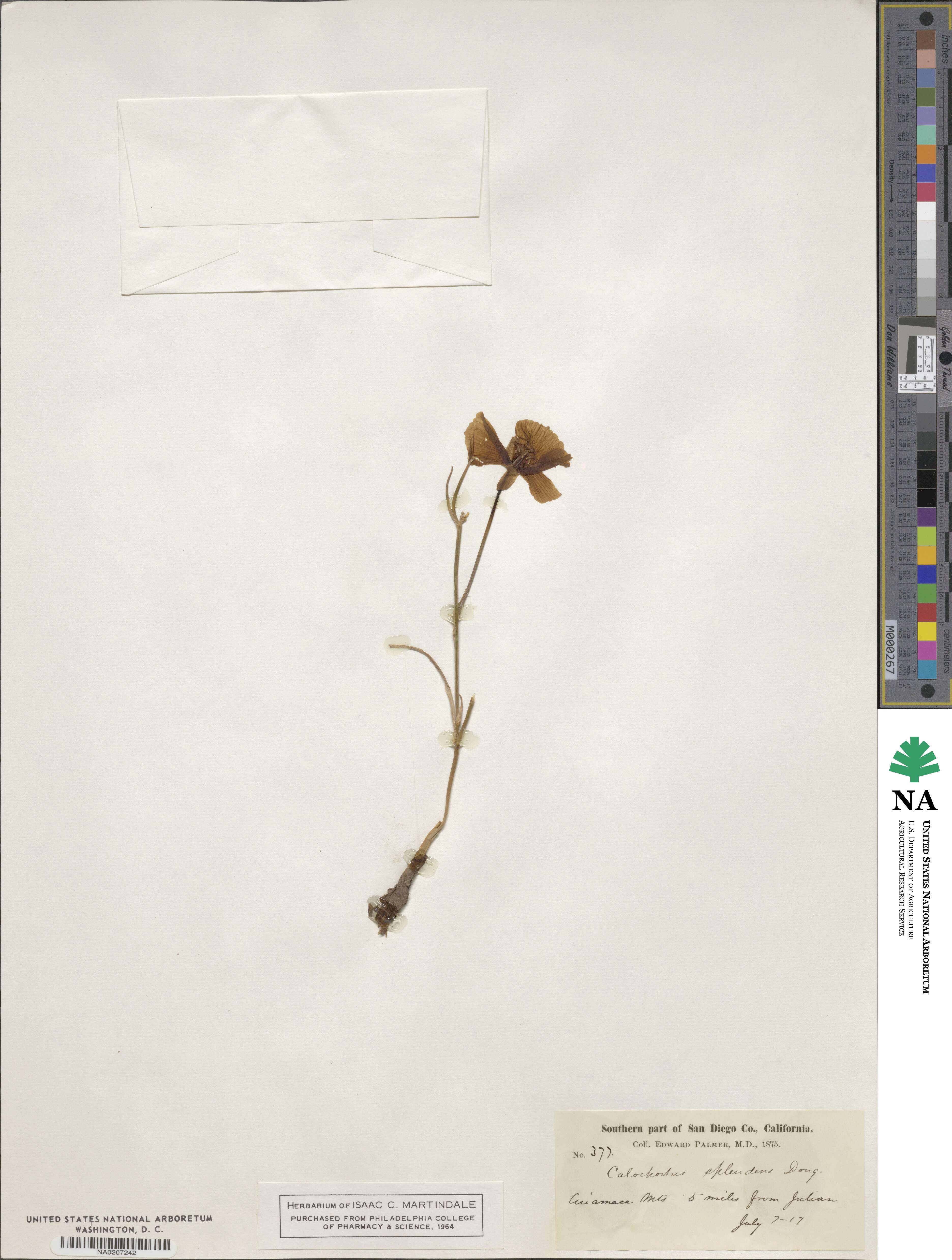Calochortus splendens image