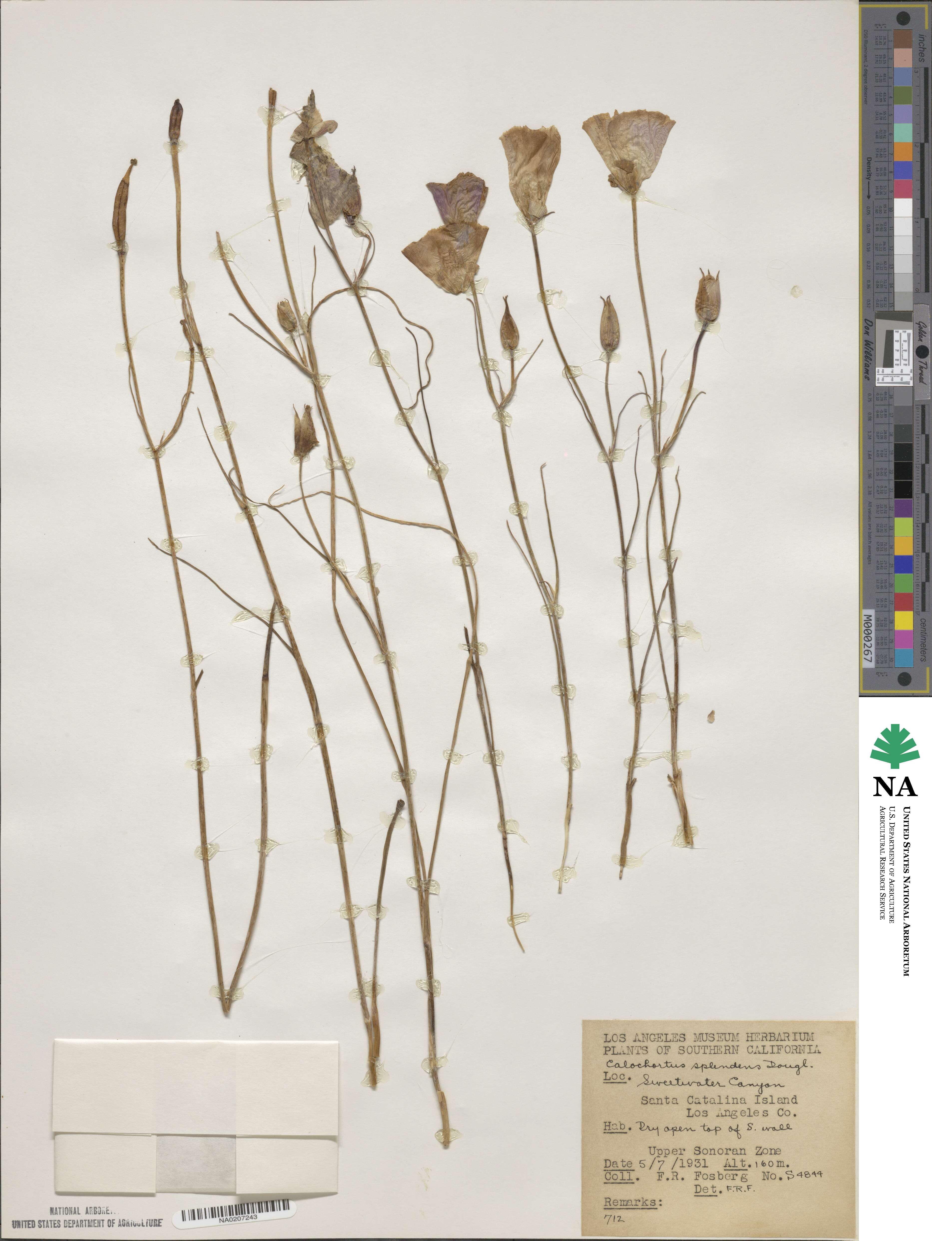 Calochortus splendens image