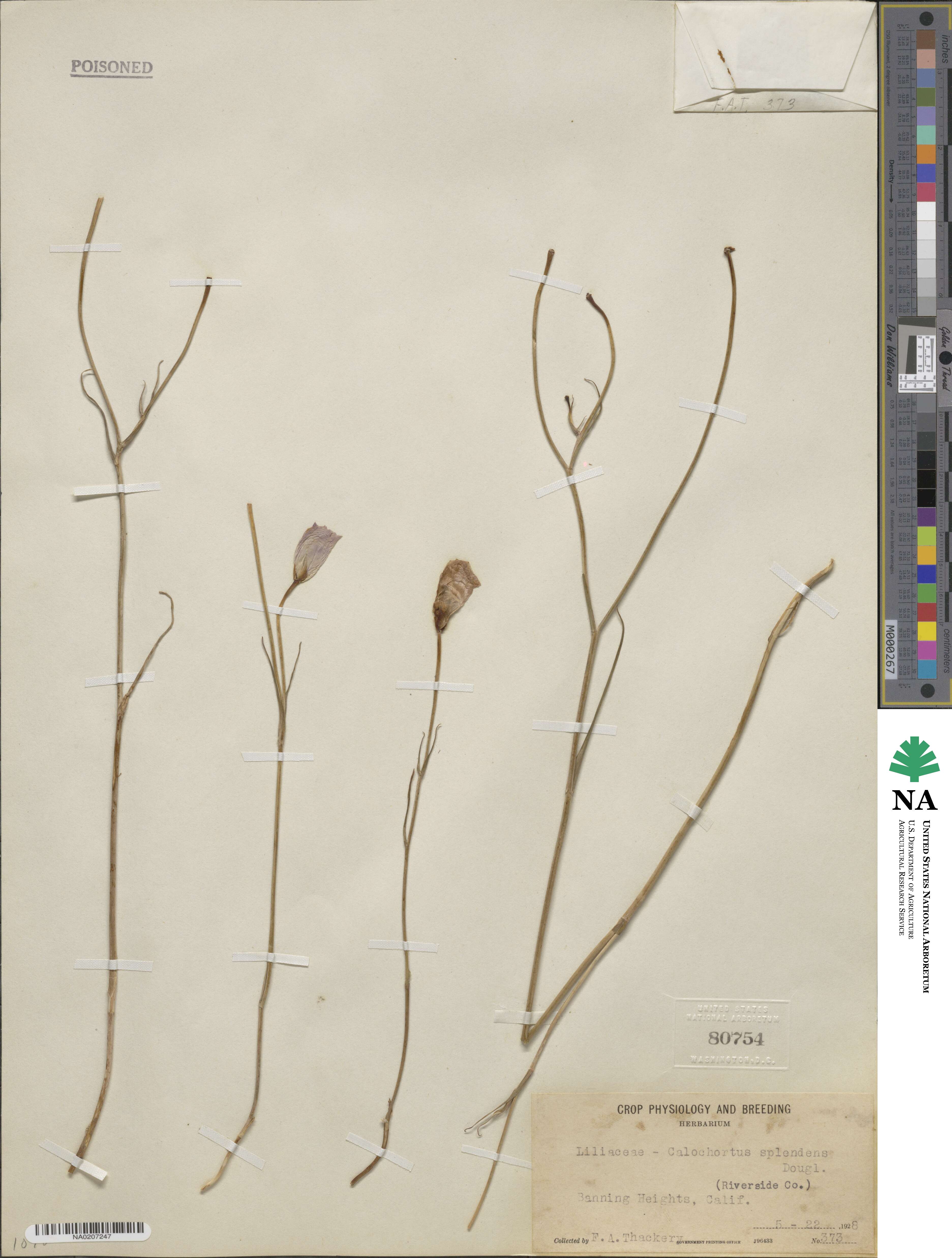Calochortus splendens image