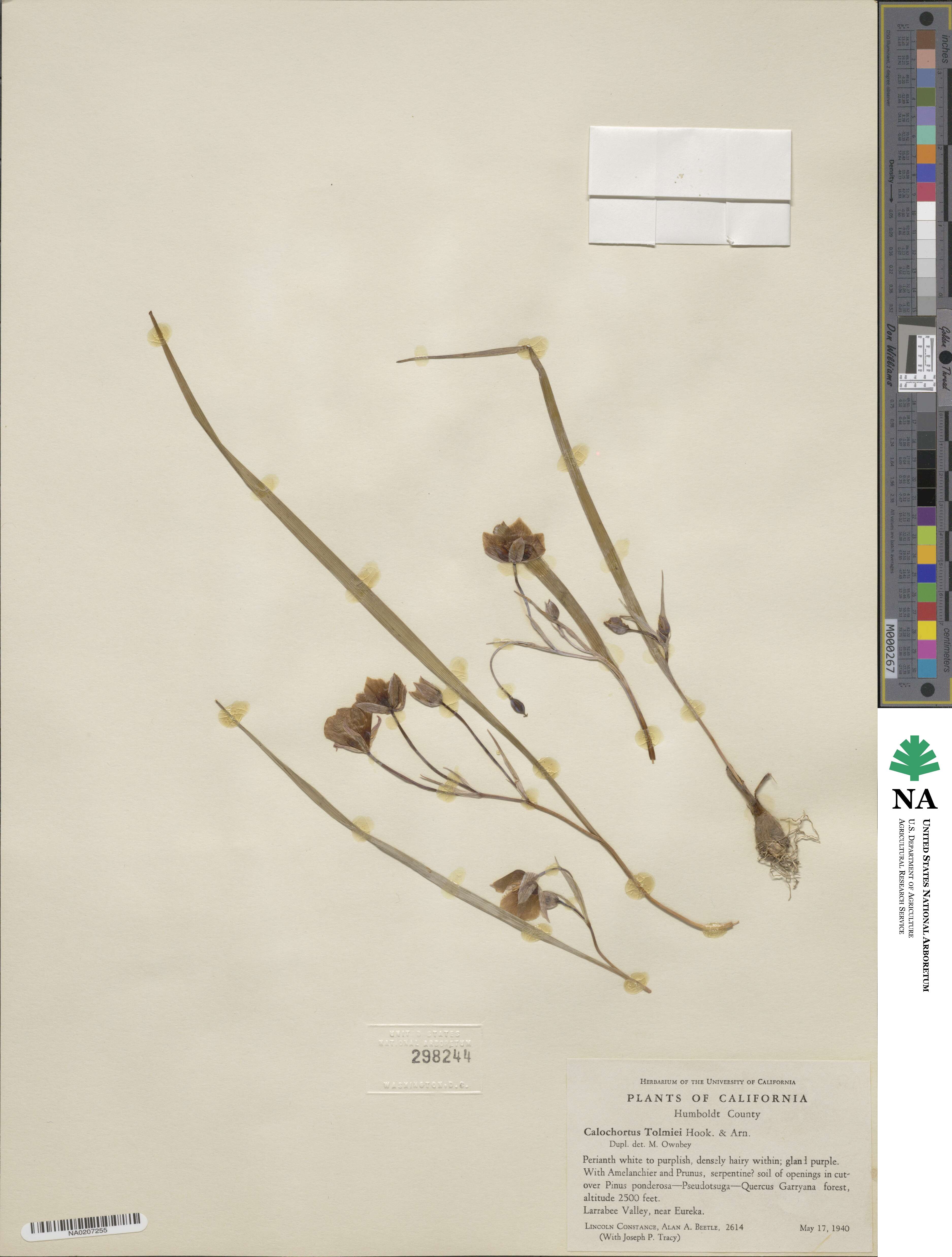 Calochortus tolmiei image