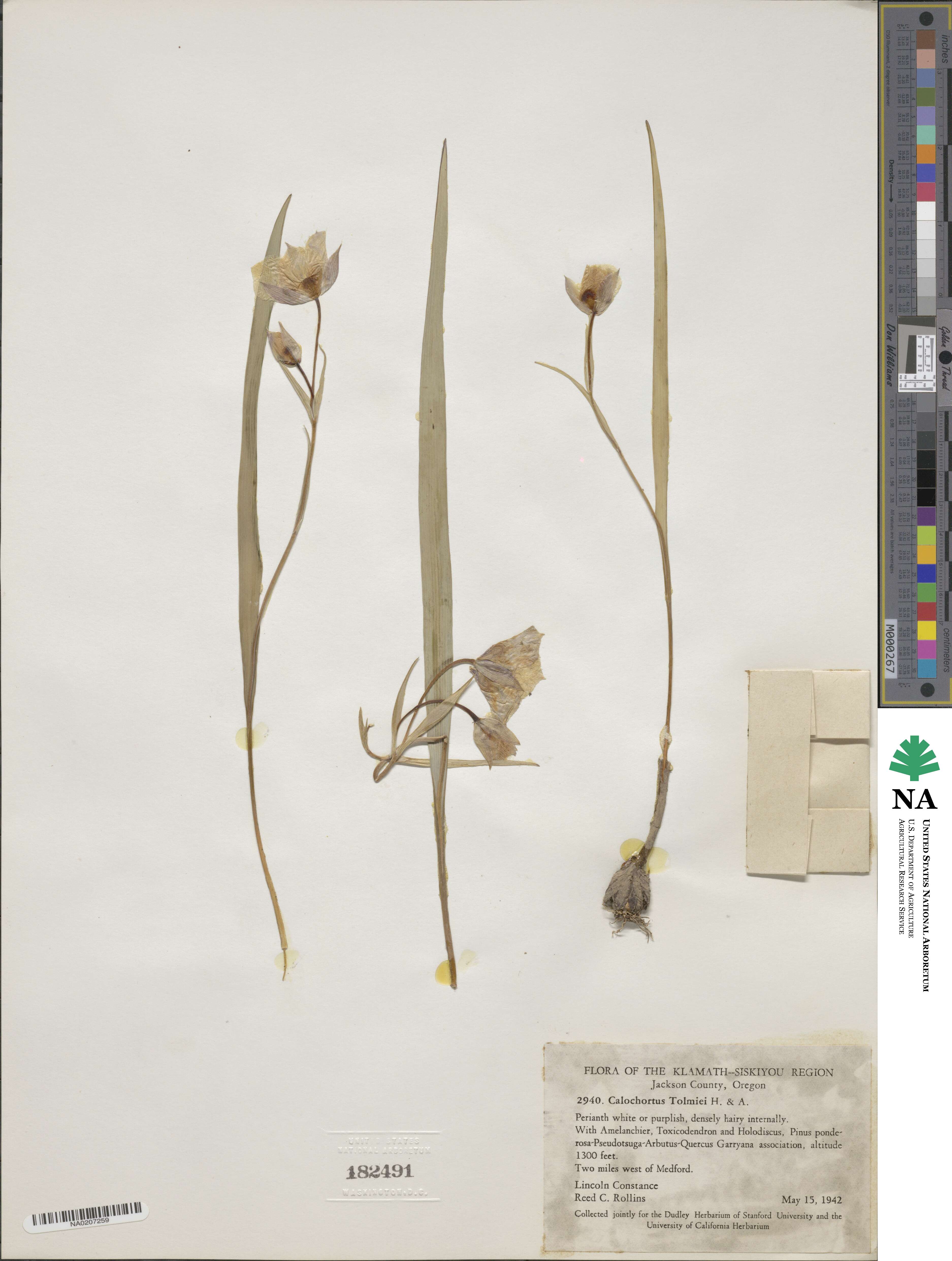 Calochortus tolmiei image