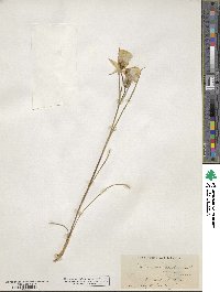 Calochortus venustus image