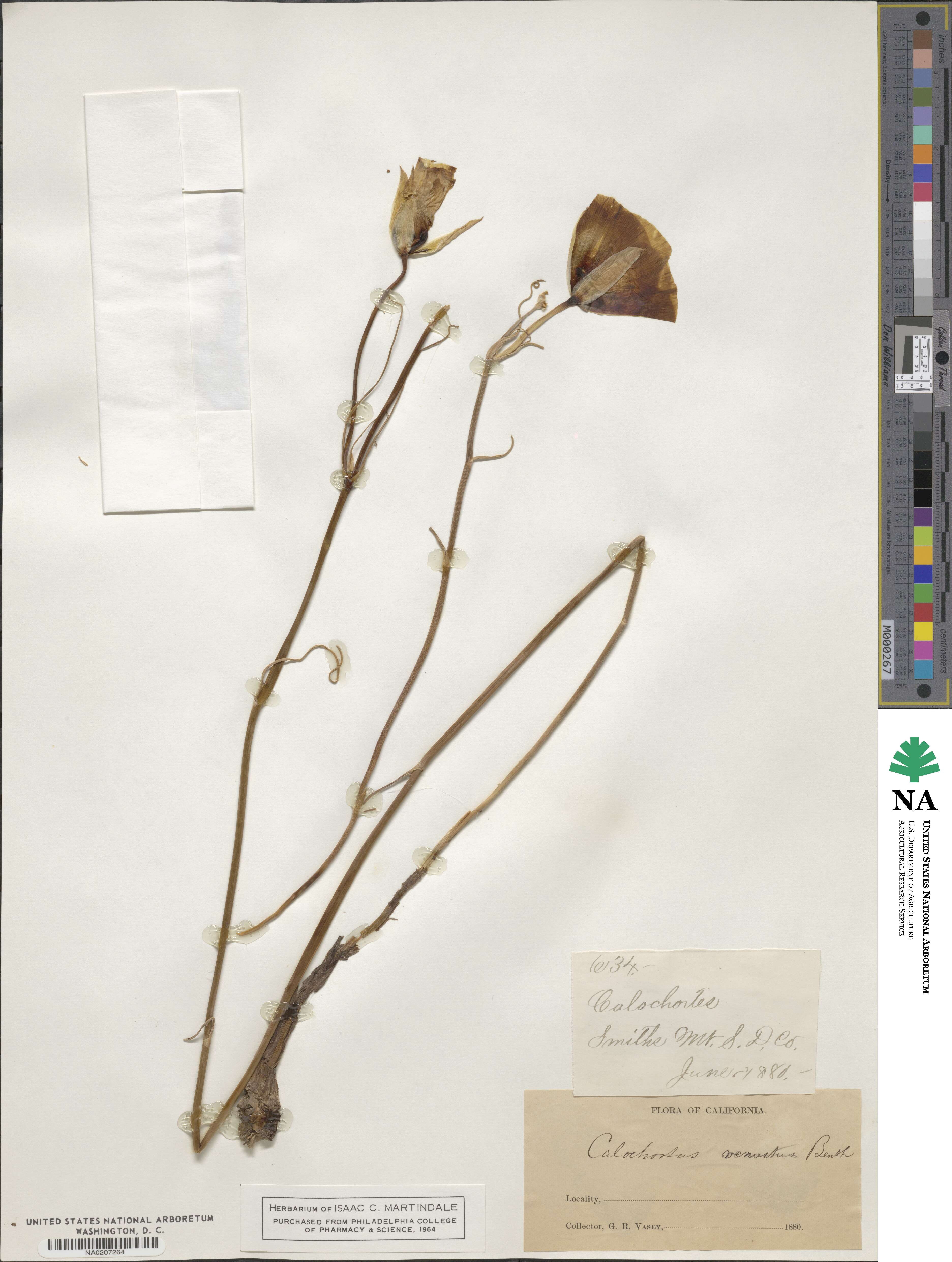 Calochortus venustus image