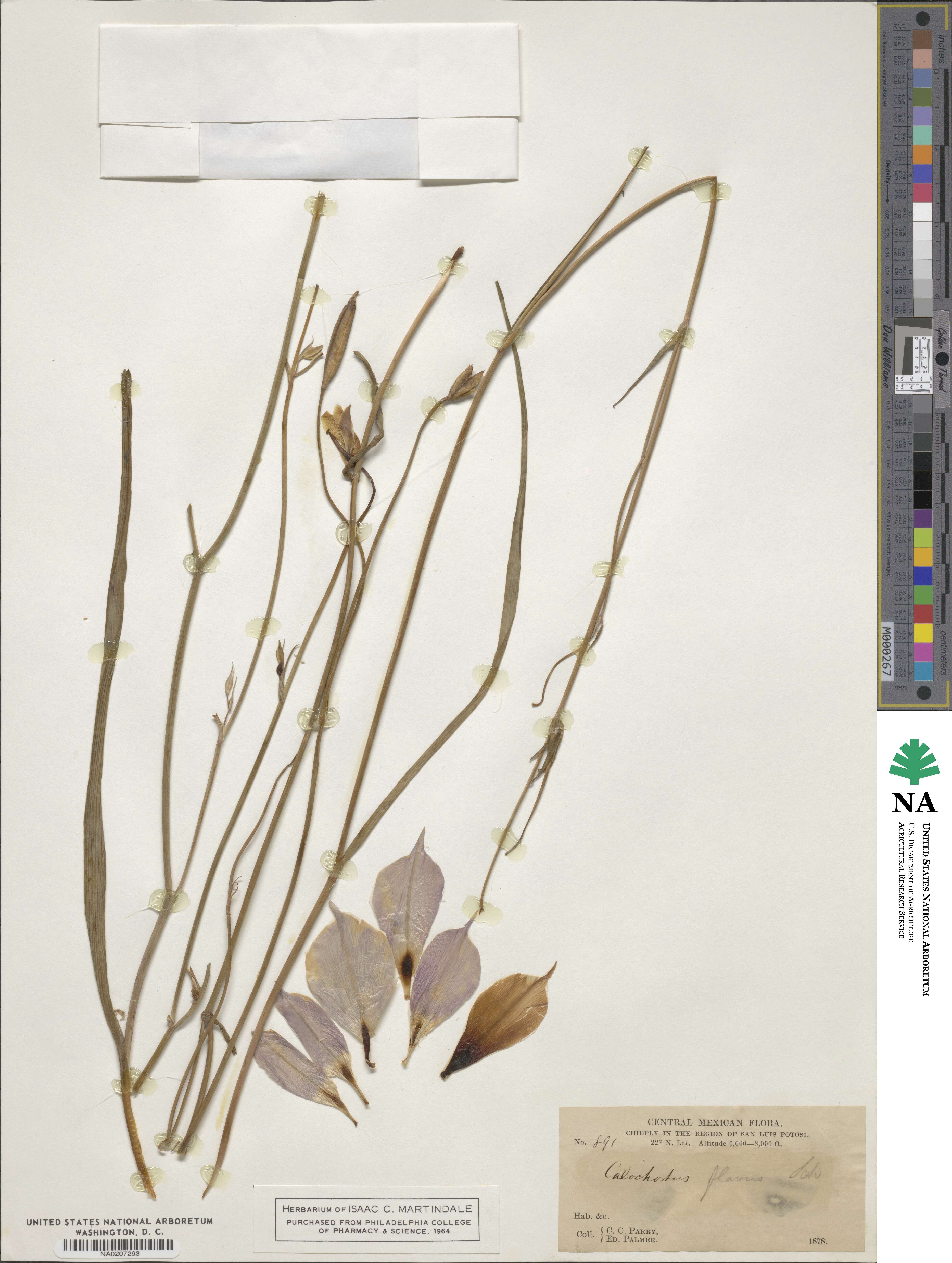 Calochortus barbatus image