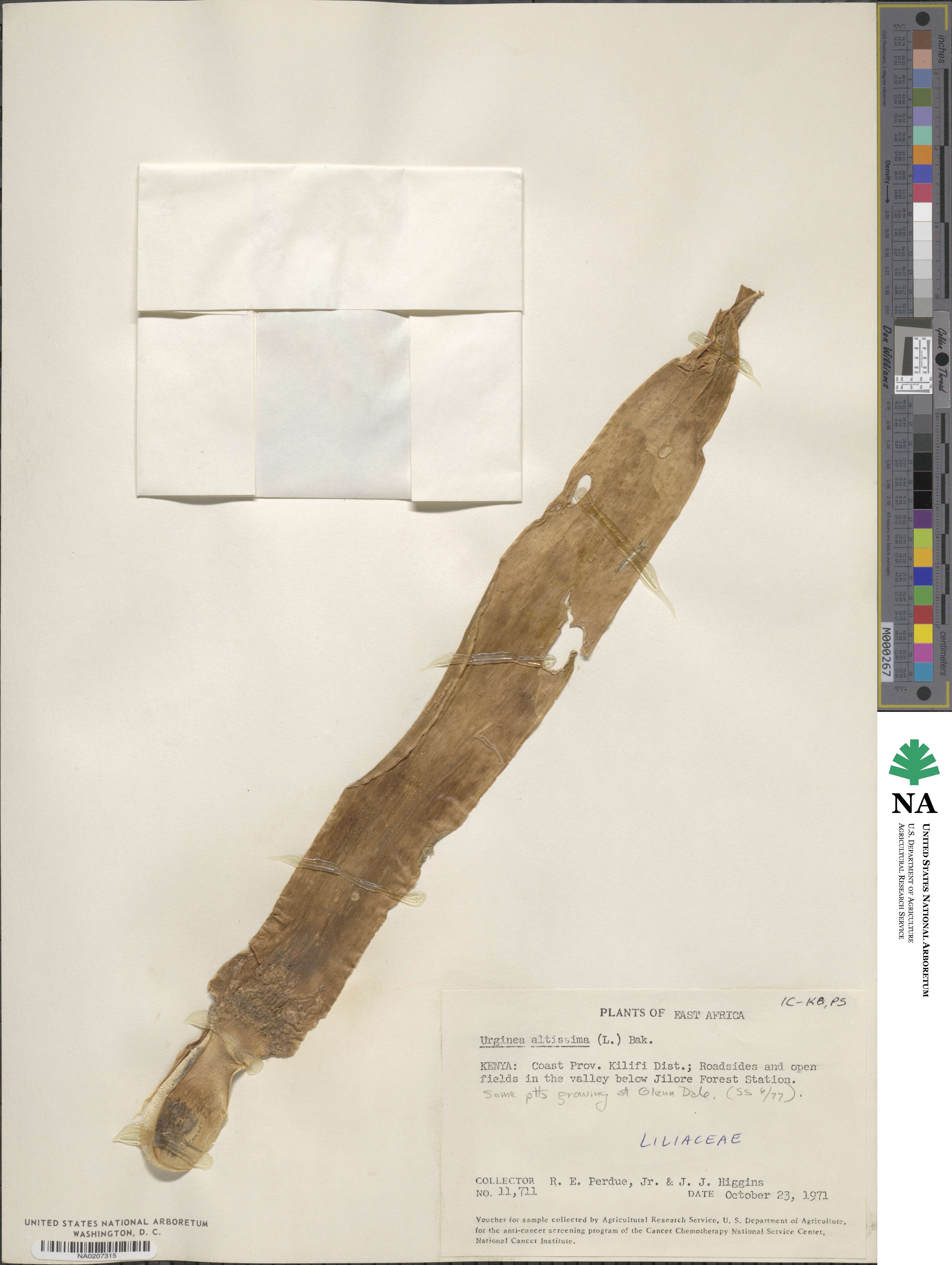 Drimia altissima image