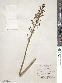 Drimia altissima image