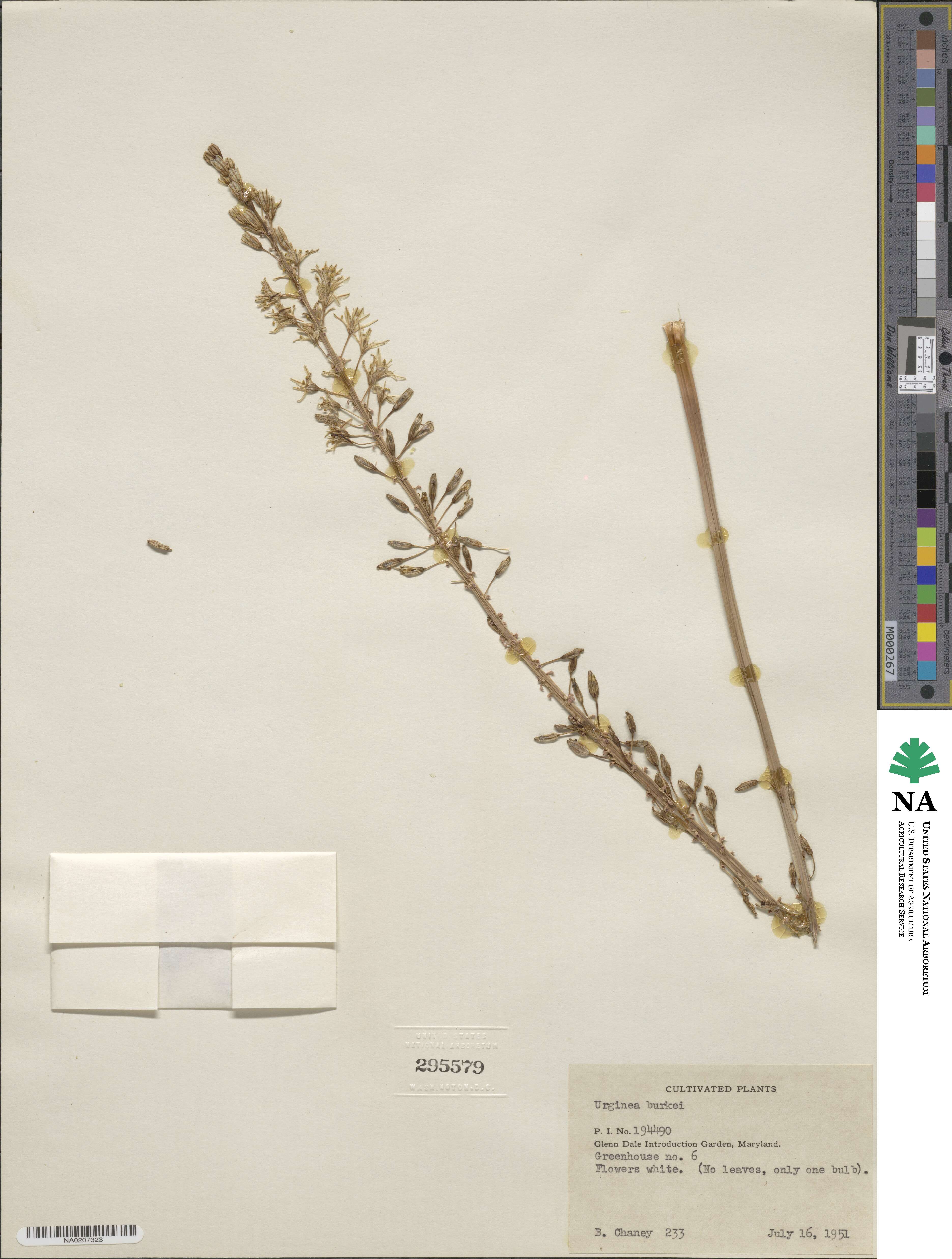 Drimia image