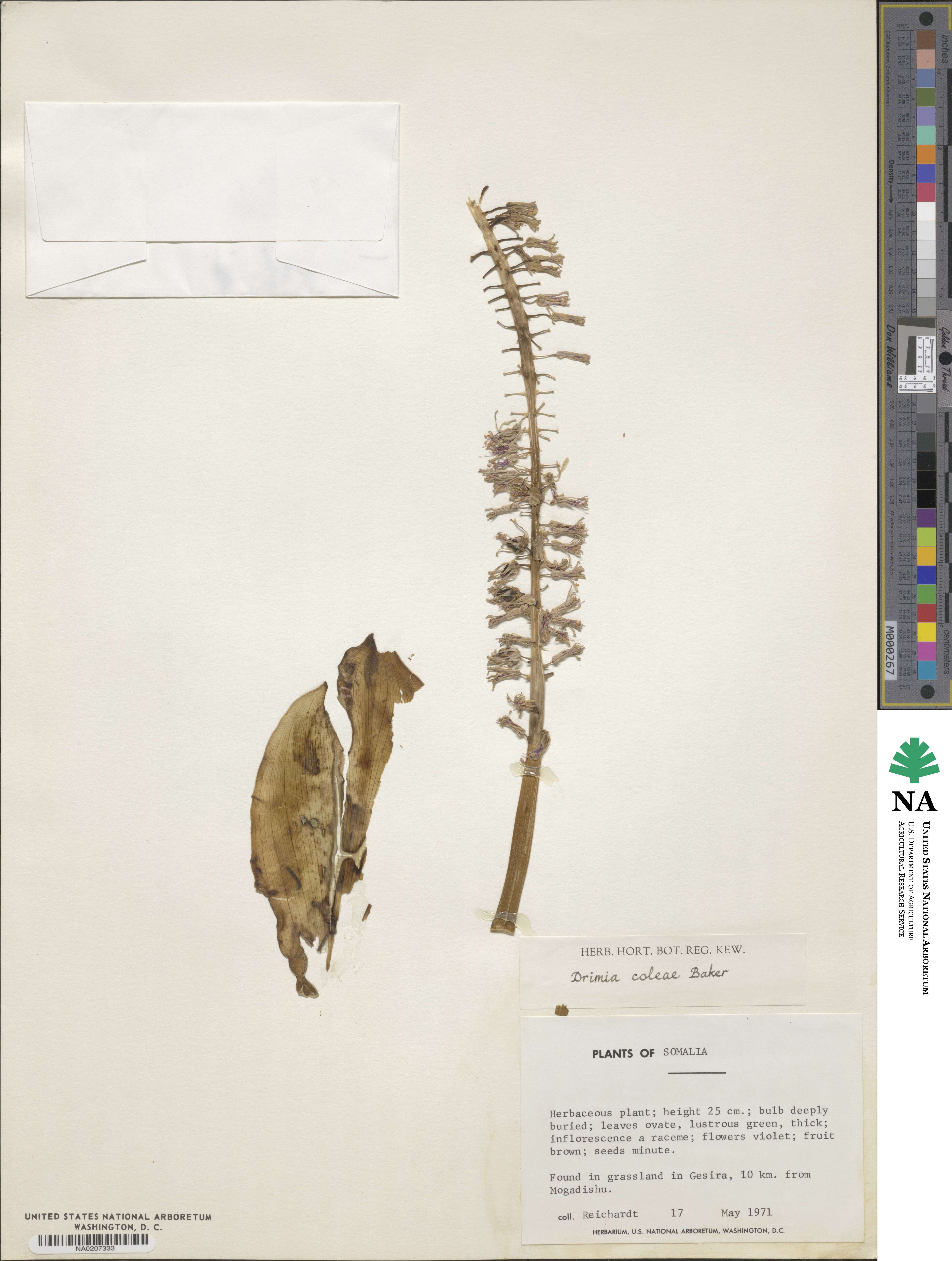 Ledebouria somaliensis image