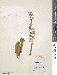 Image of Ledebouria somaliensis