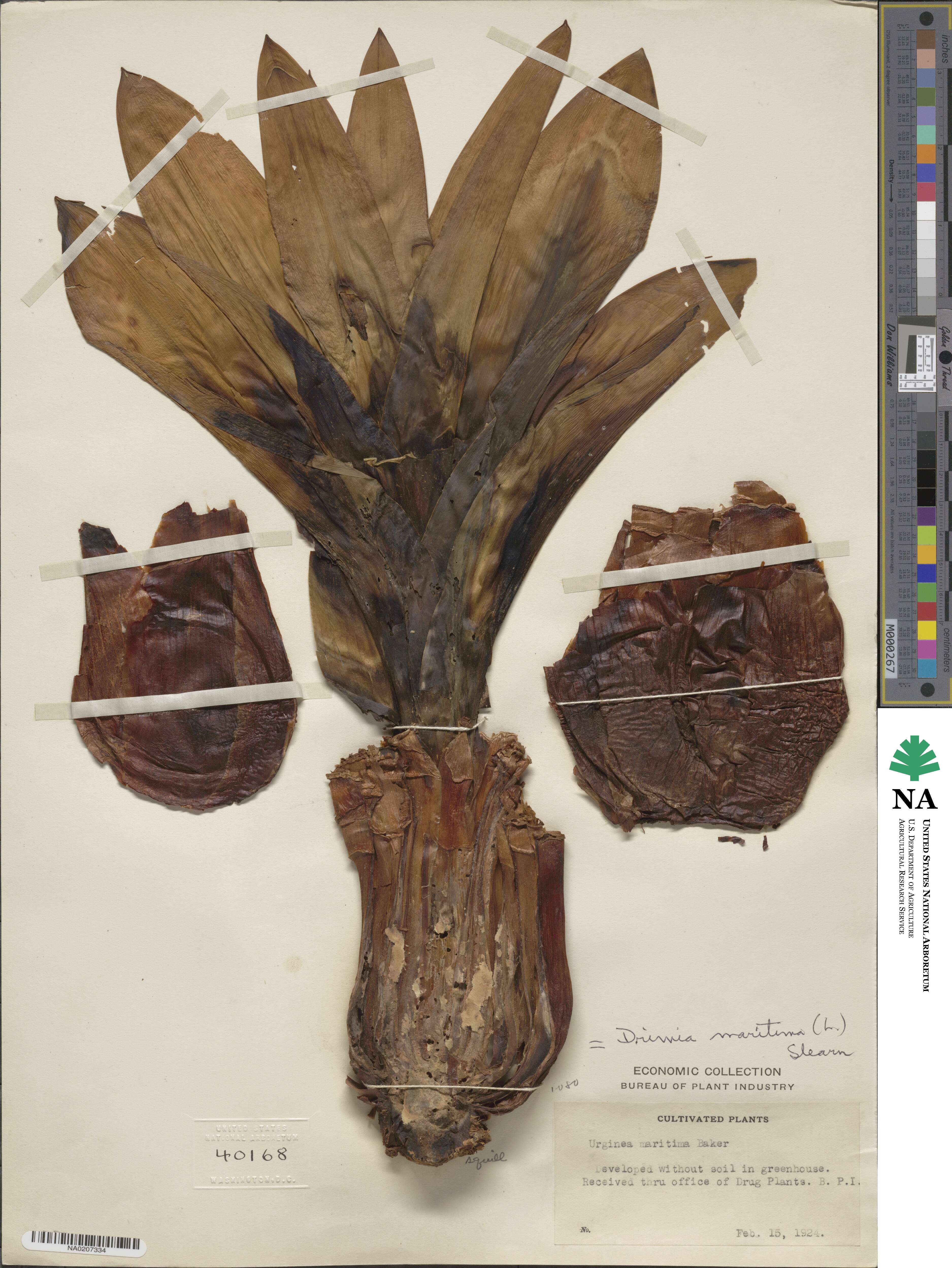 Drimia maritima image