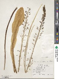 Drimia maritima image