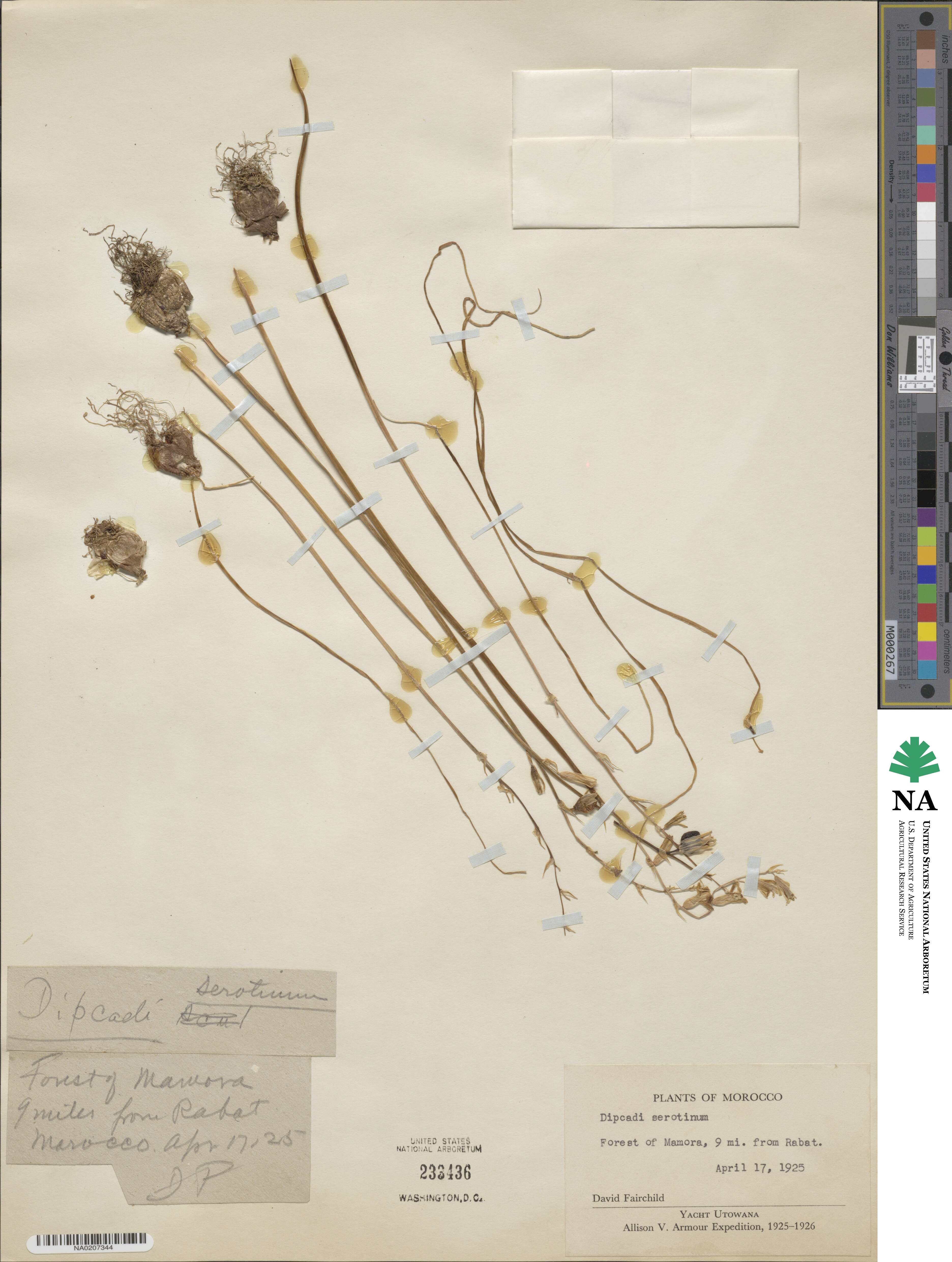 Dipcadi serotinum image