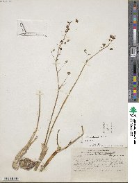 Image of Oziroe biflora