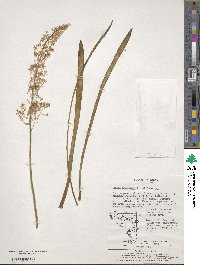 Barnardia japonica image