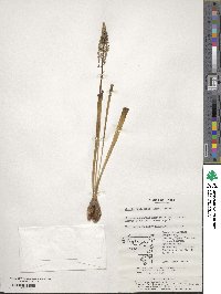 Barnardia japonica var. japonica image