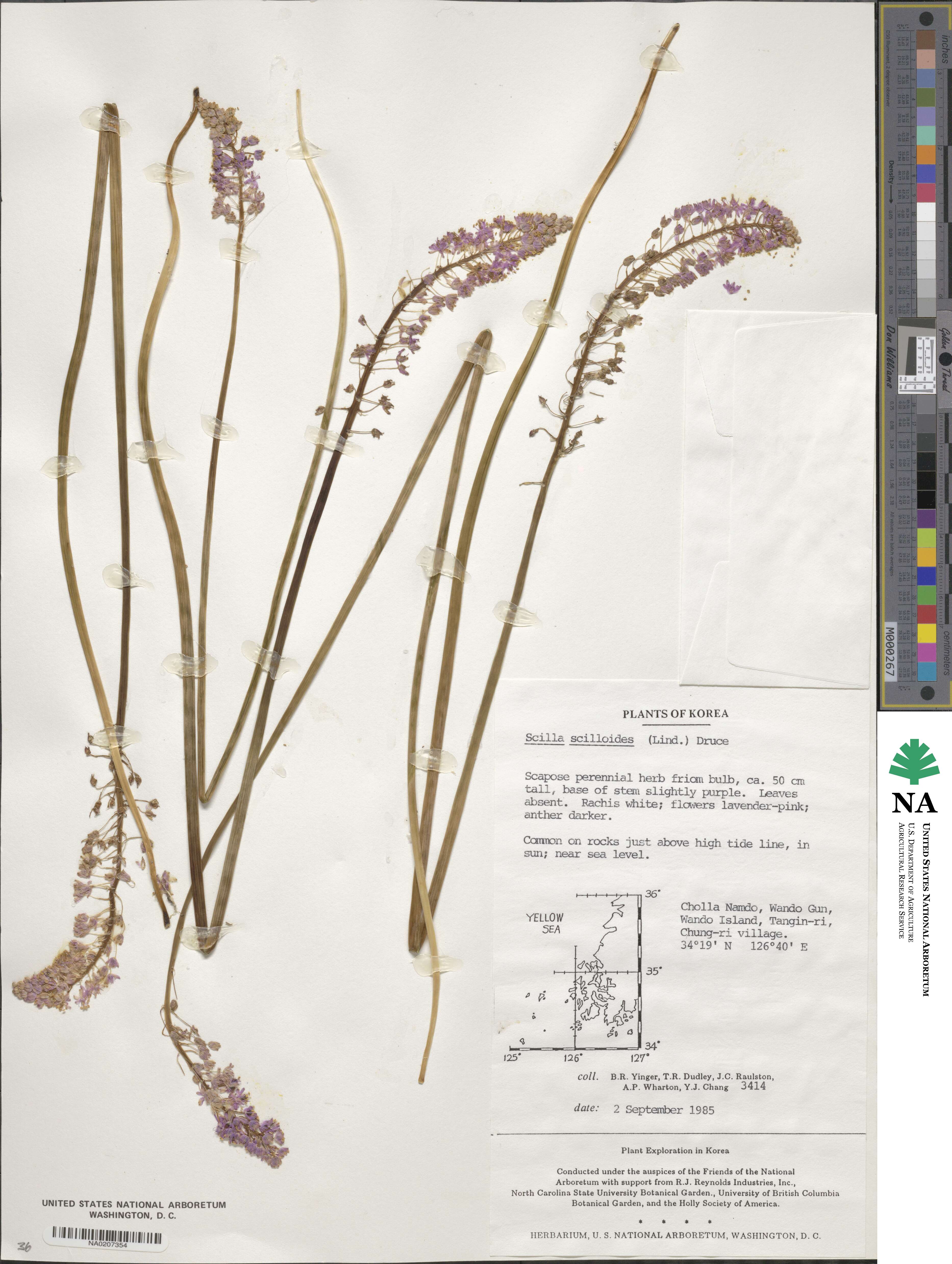 Barnardia japonica image