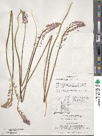 Barnardia japonica image