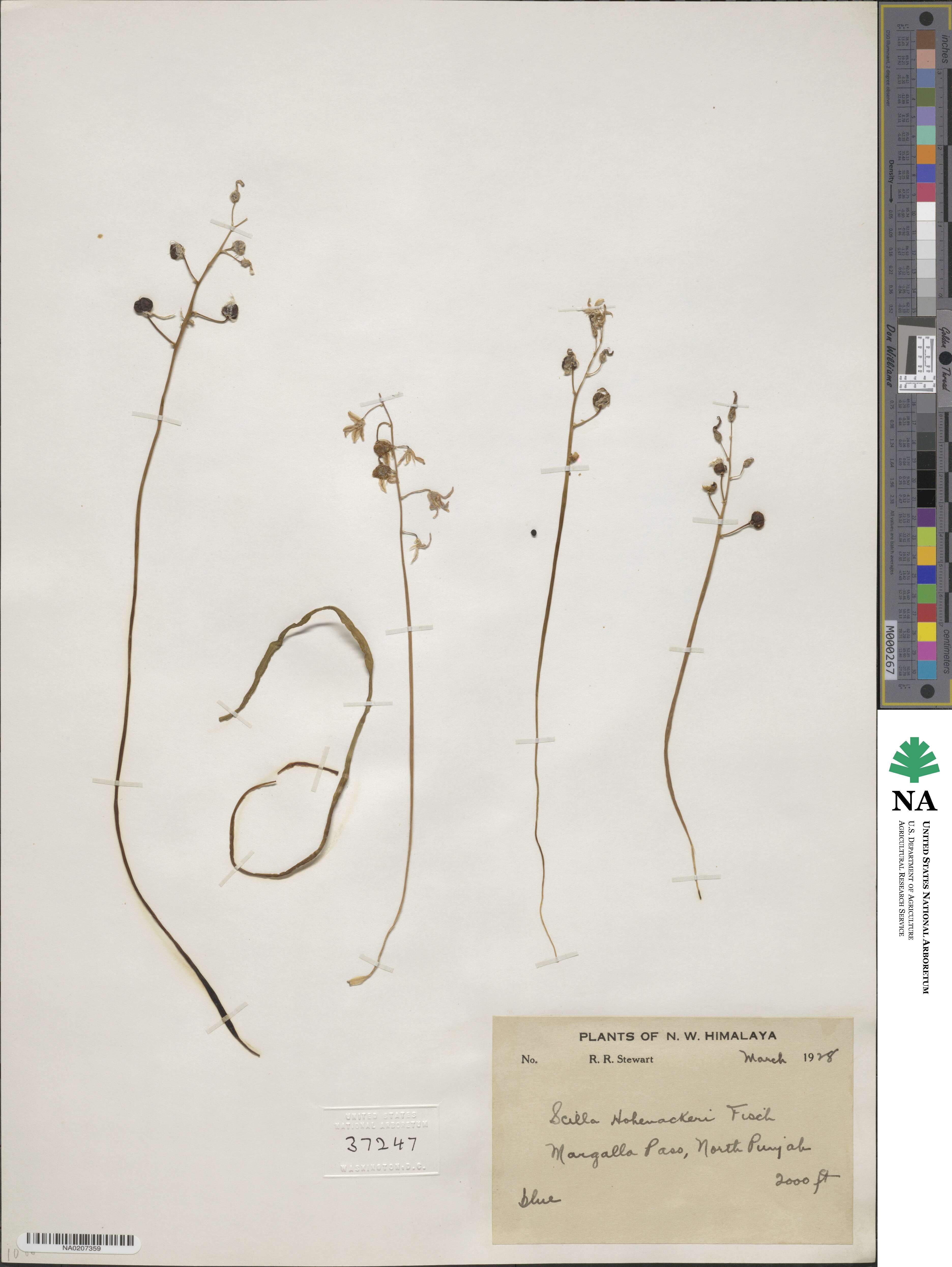 Scilla hohenackeri image