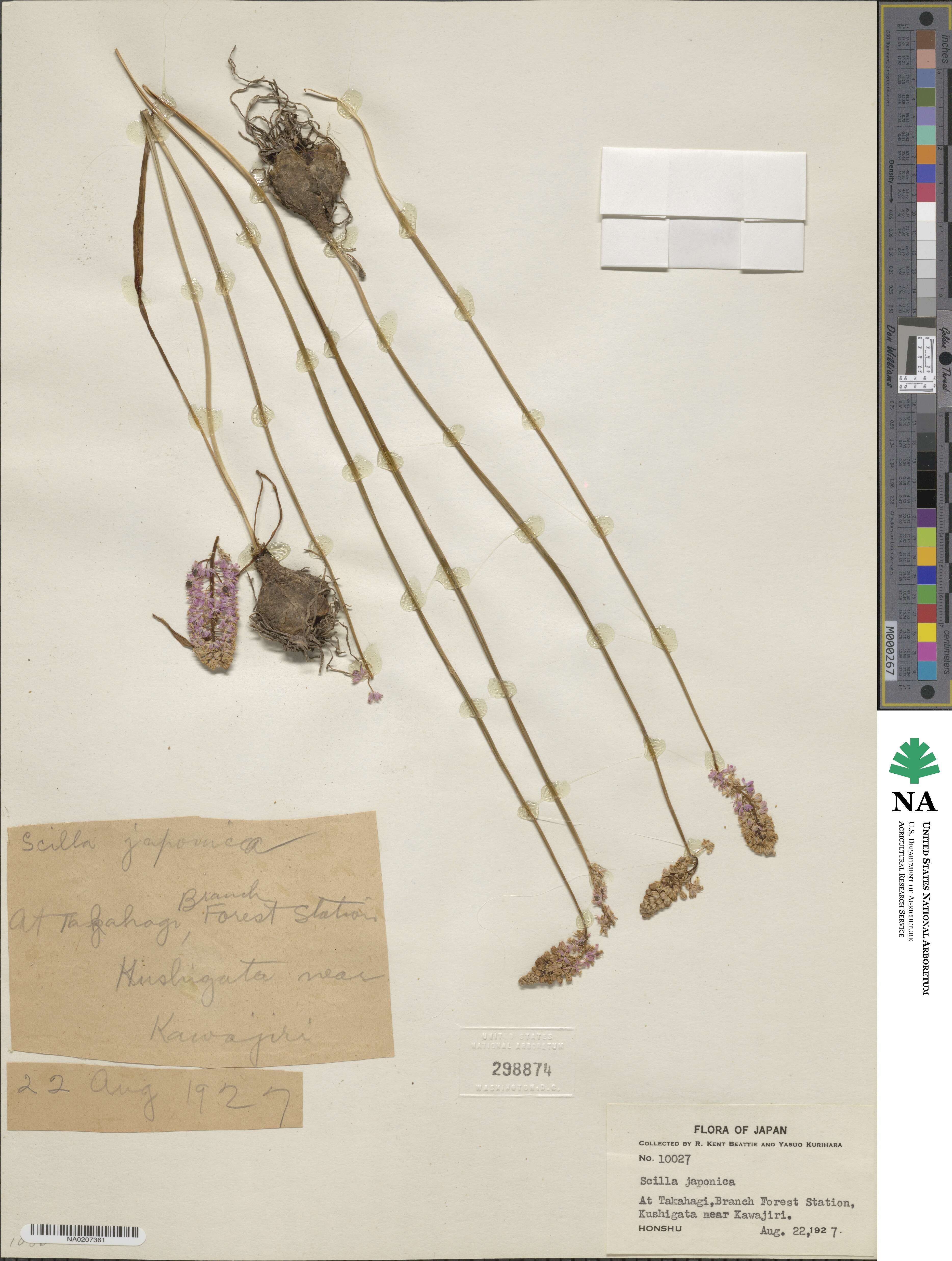 Scilla japonica image