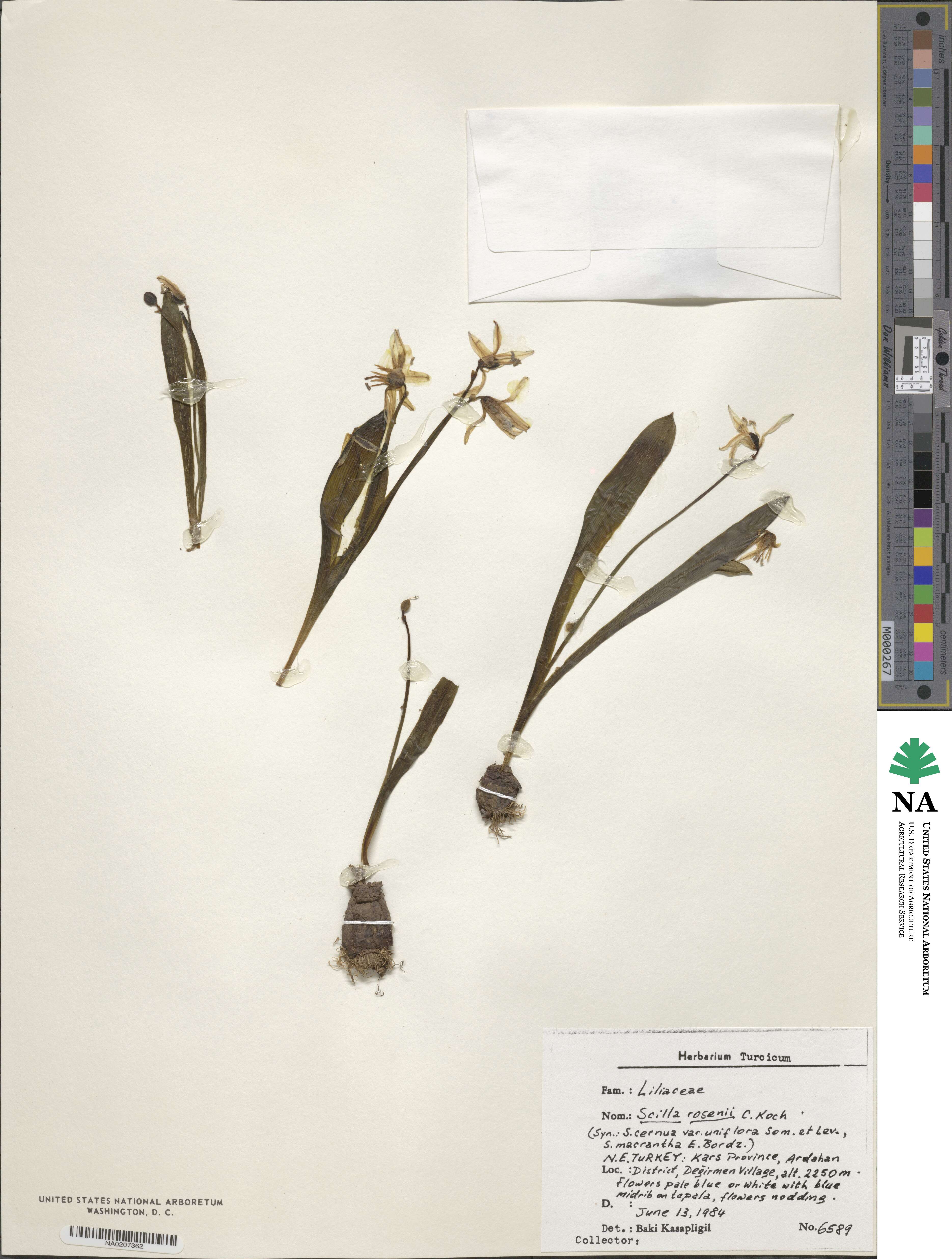 Scilla rosenii image