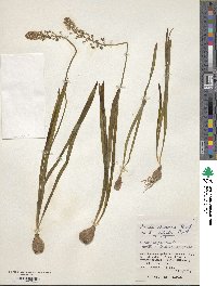 Barnardia japonica var. japonica image