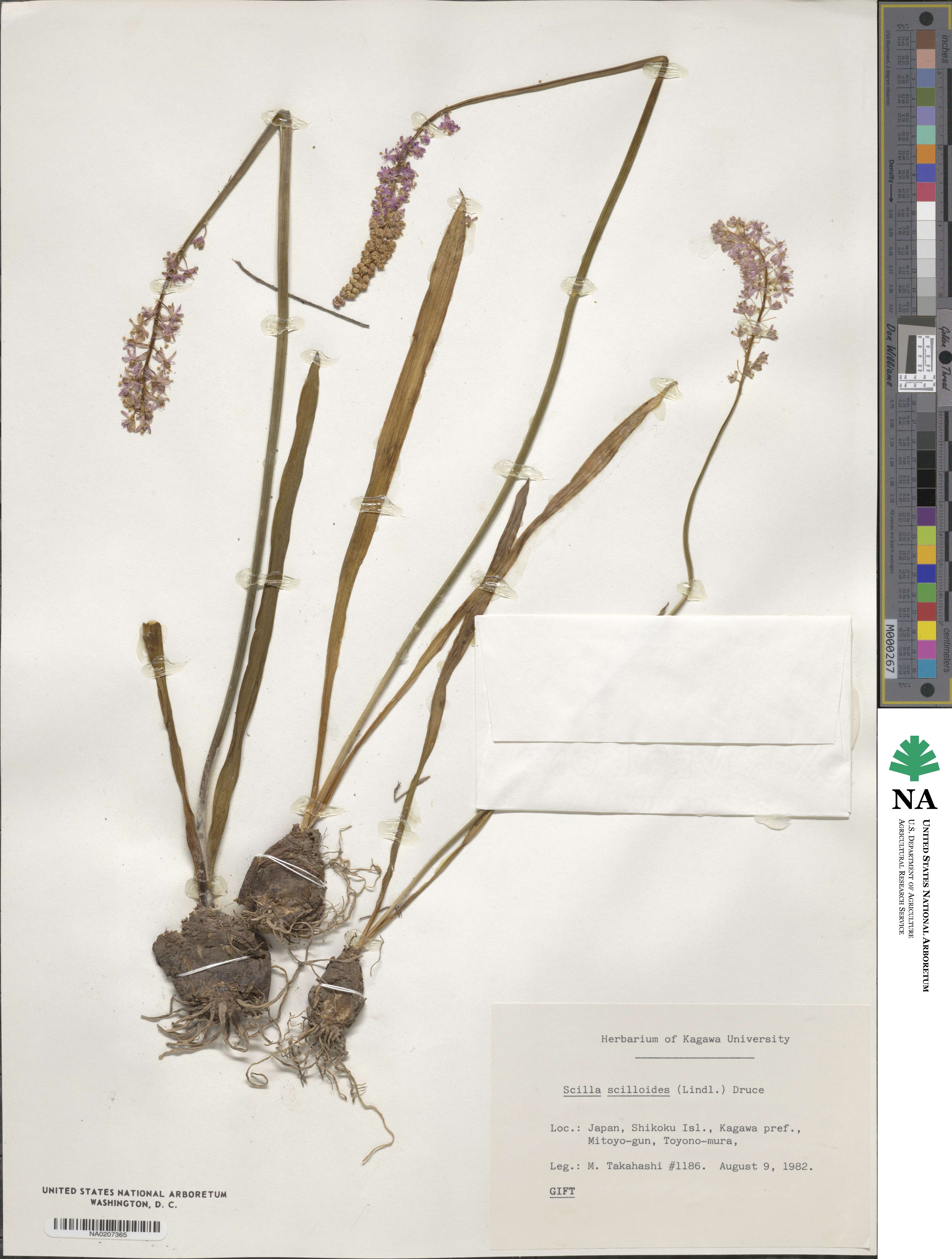 Barnardia japonica var. japonica image