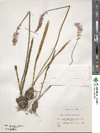 Barnardia japonica var. japonica image