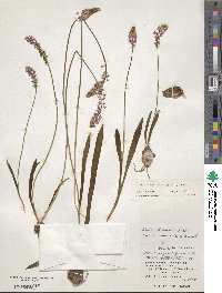 Barnardia japonica image