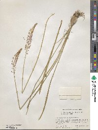 Barnardia japonica image