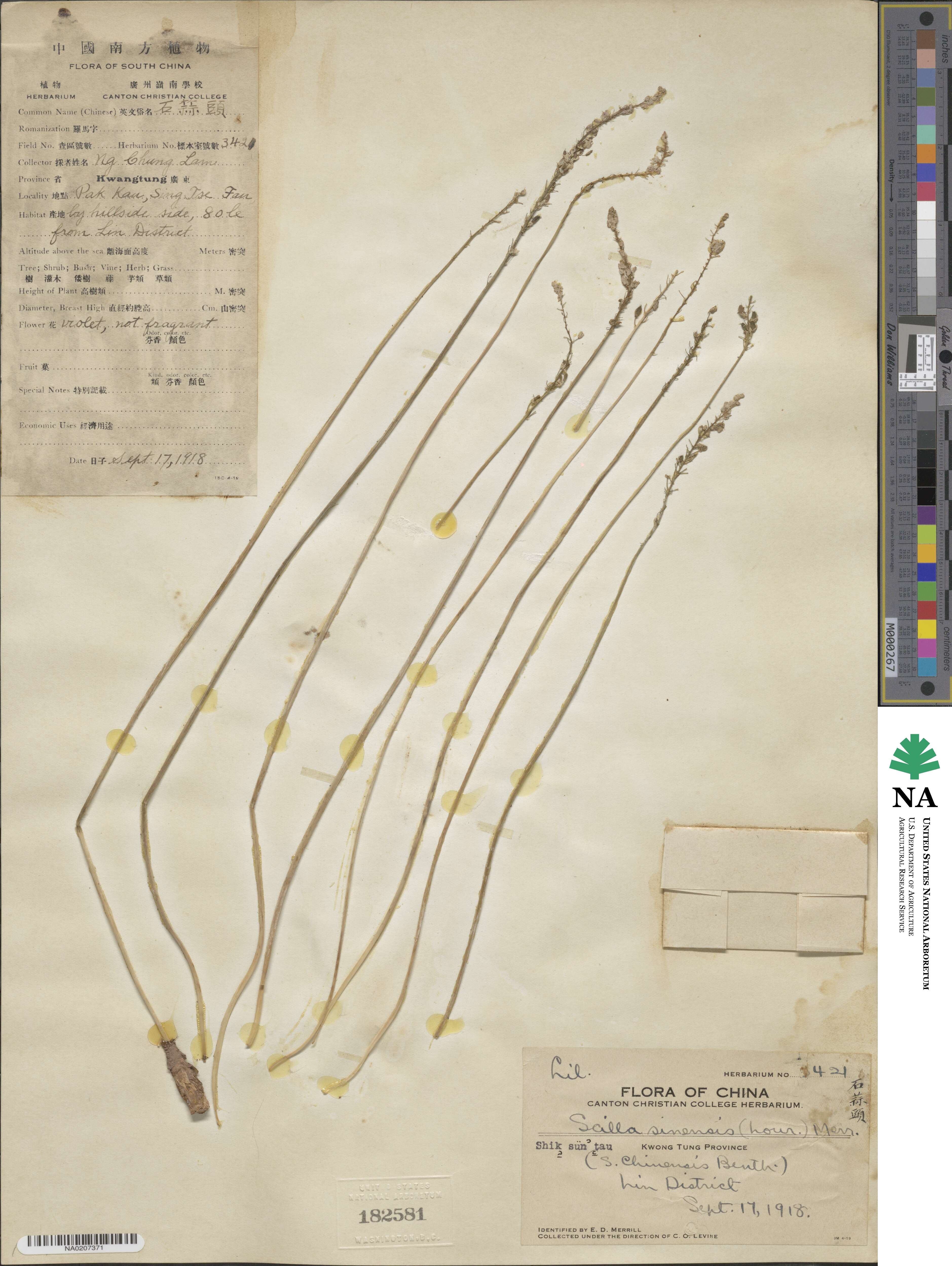 Barnardia japonica var. japonica image