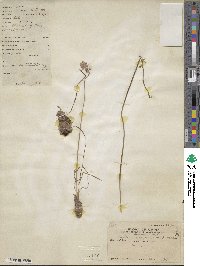 Barnardia japonica image