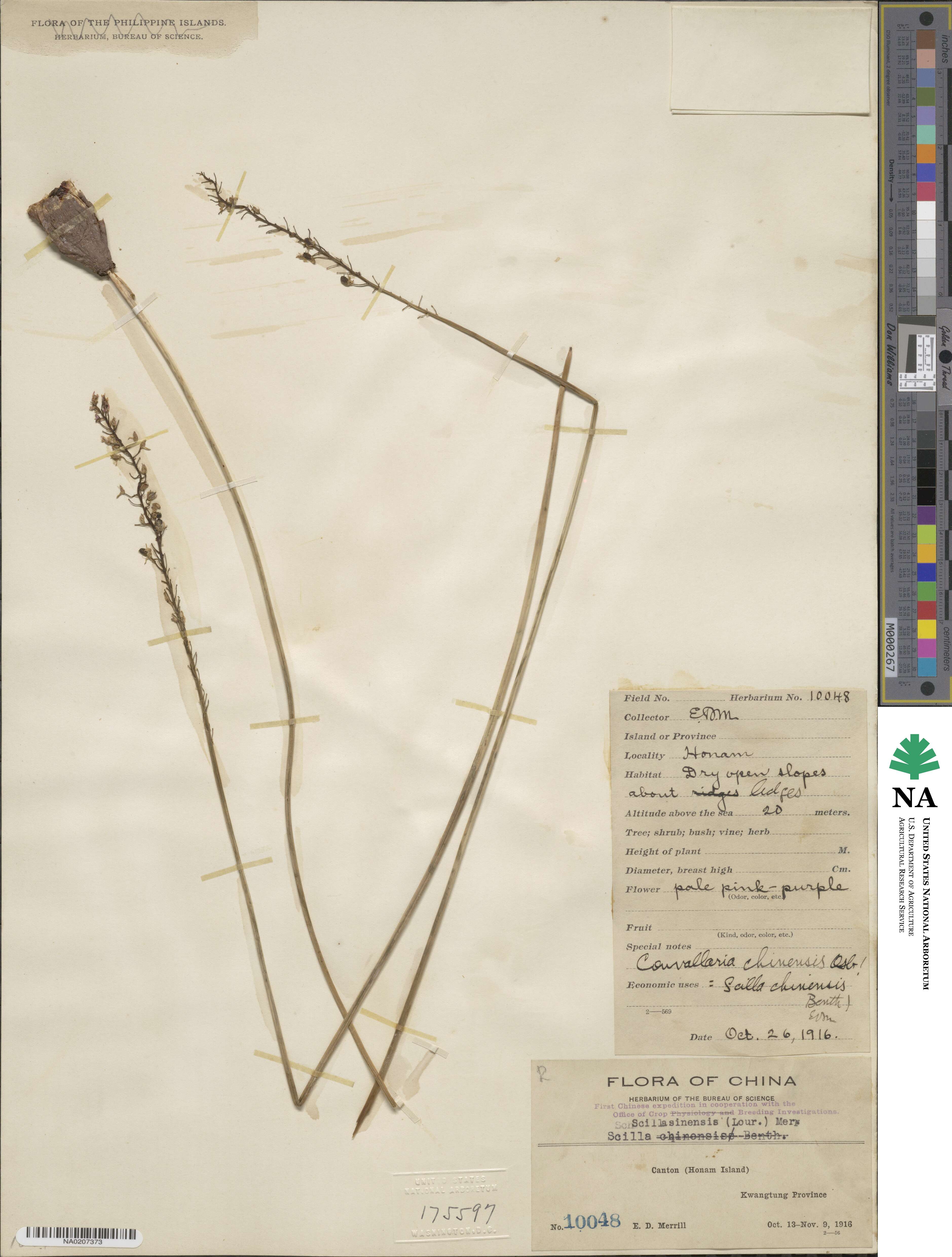 Barnardia japonica var. japonica image