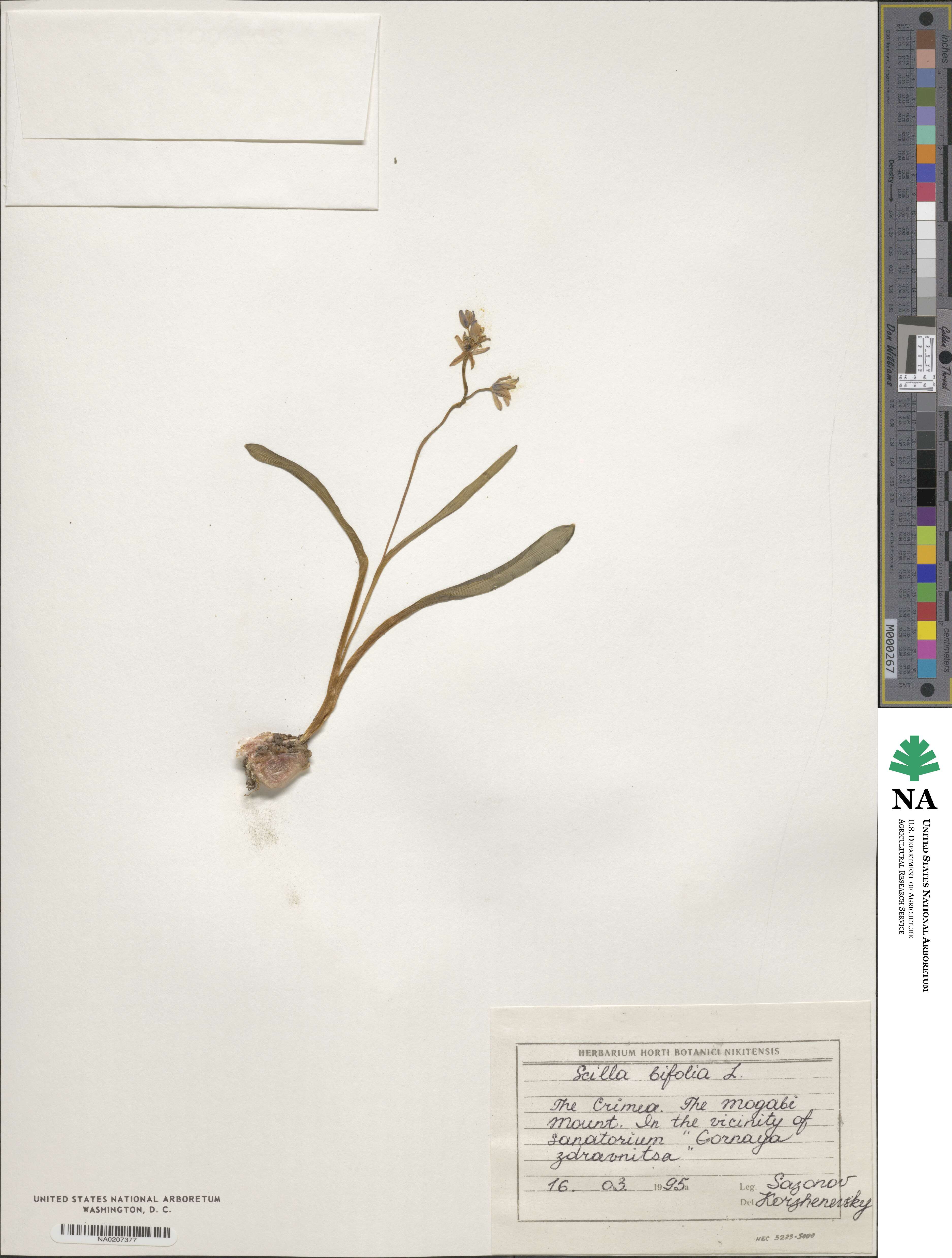 Scilla bifolia image