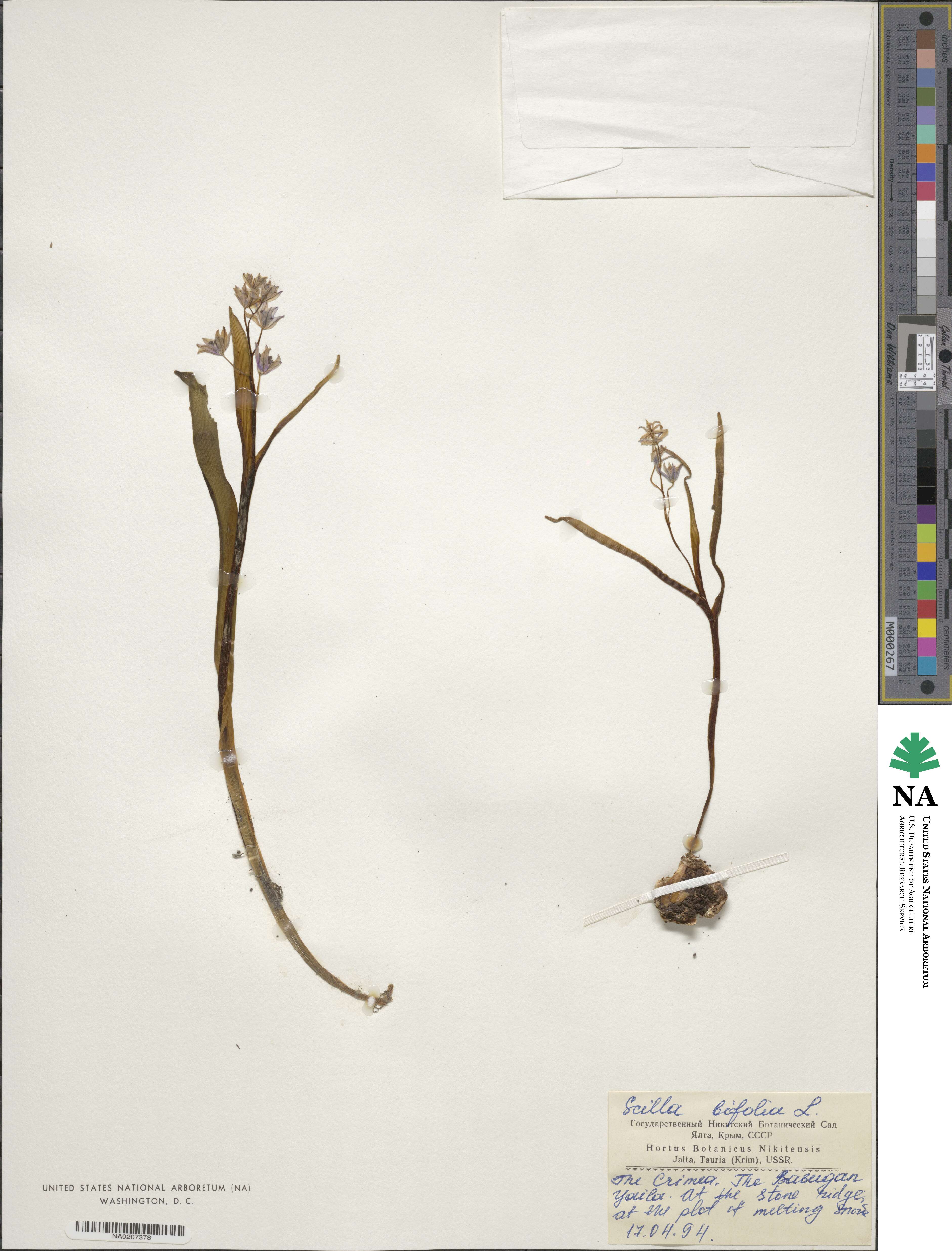 Scilla bifolia image