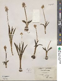 Hyacinthoides lingulata image