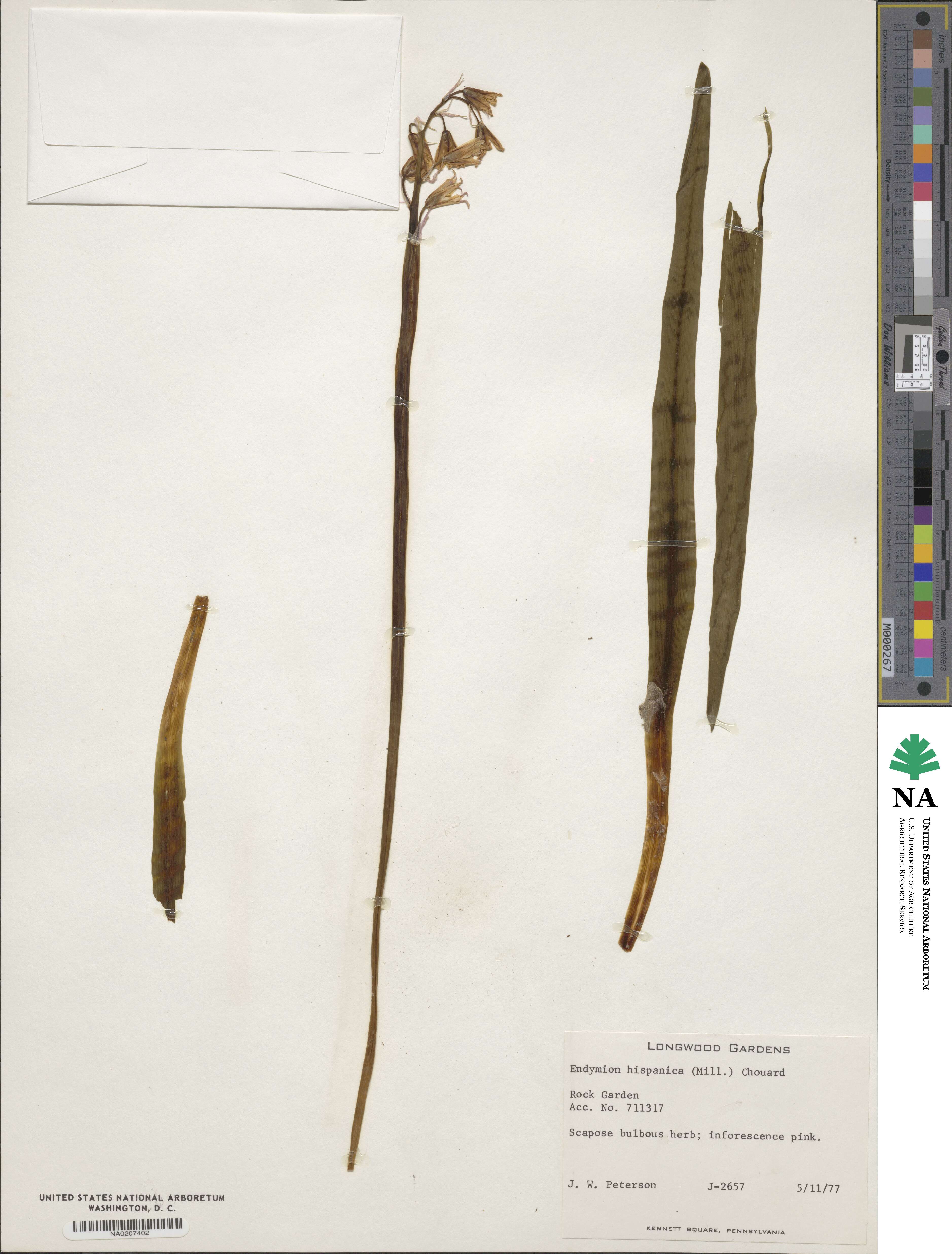 Hyacinthoides hispanica image