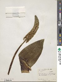 Ledebouria zebrina image