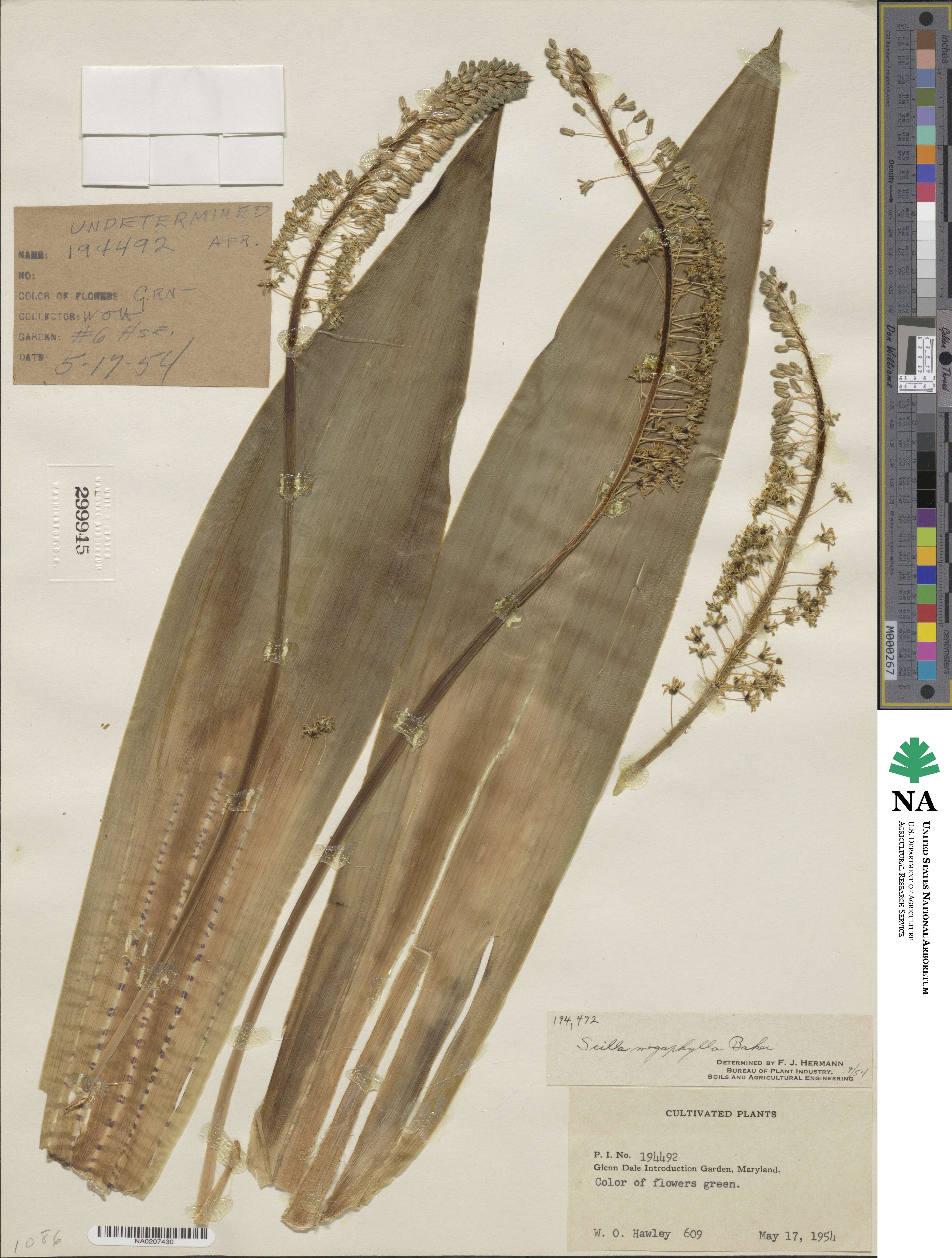 Ledebouria zebrina image