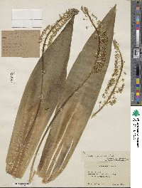 Image of Ledebouria zebrina