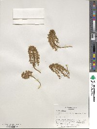 Image of Ledebouria marginata