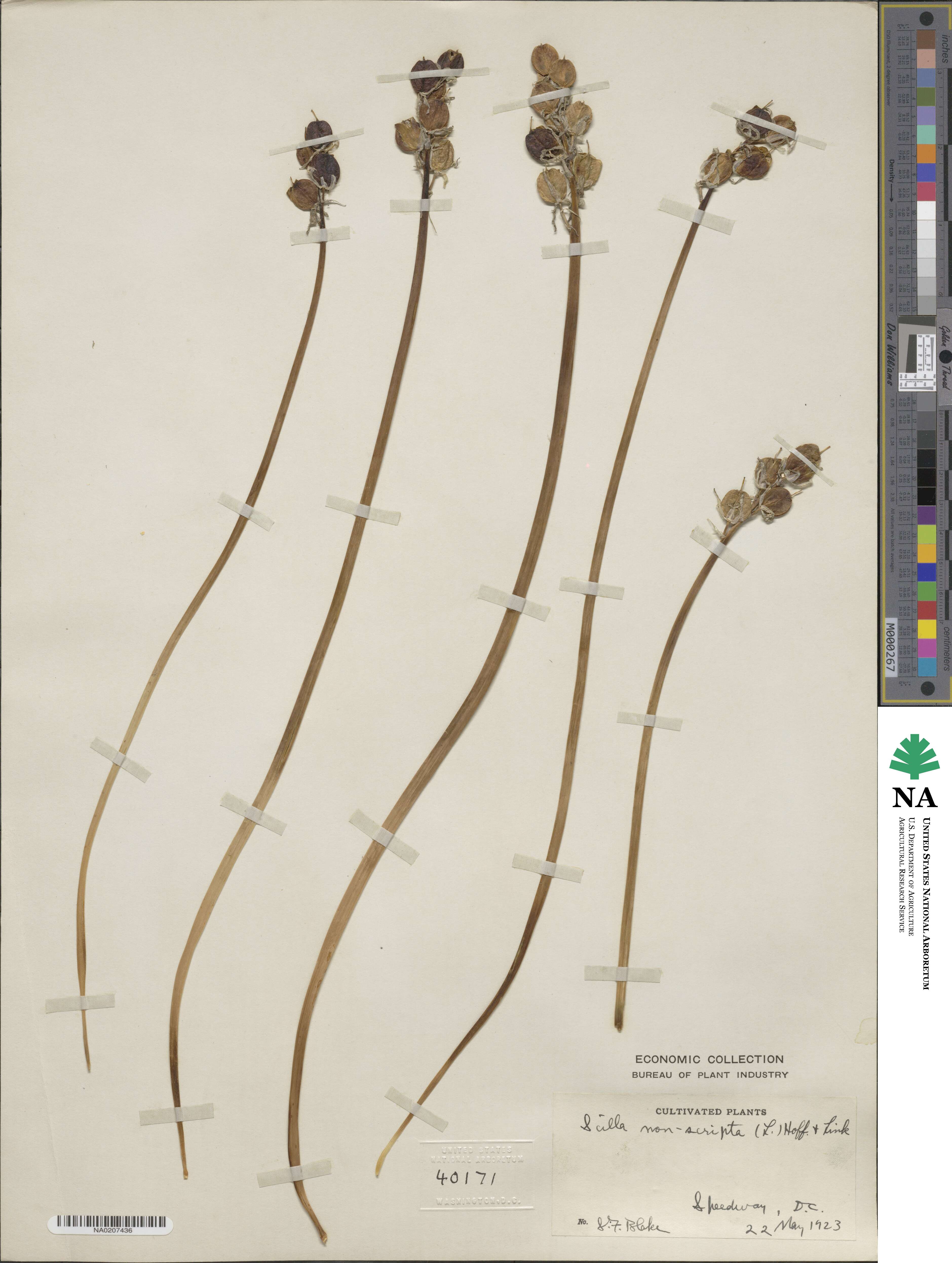 Scilla nonscripta image